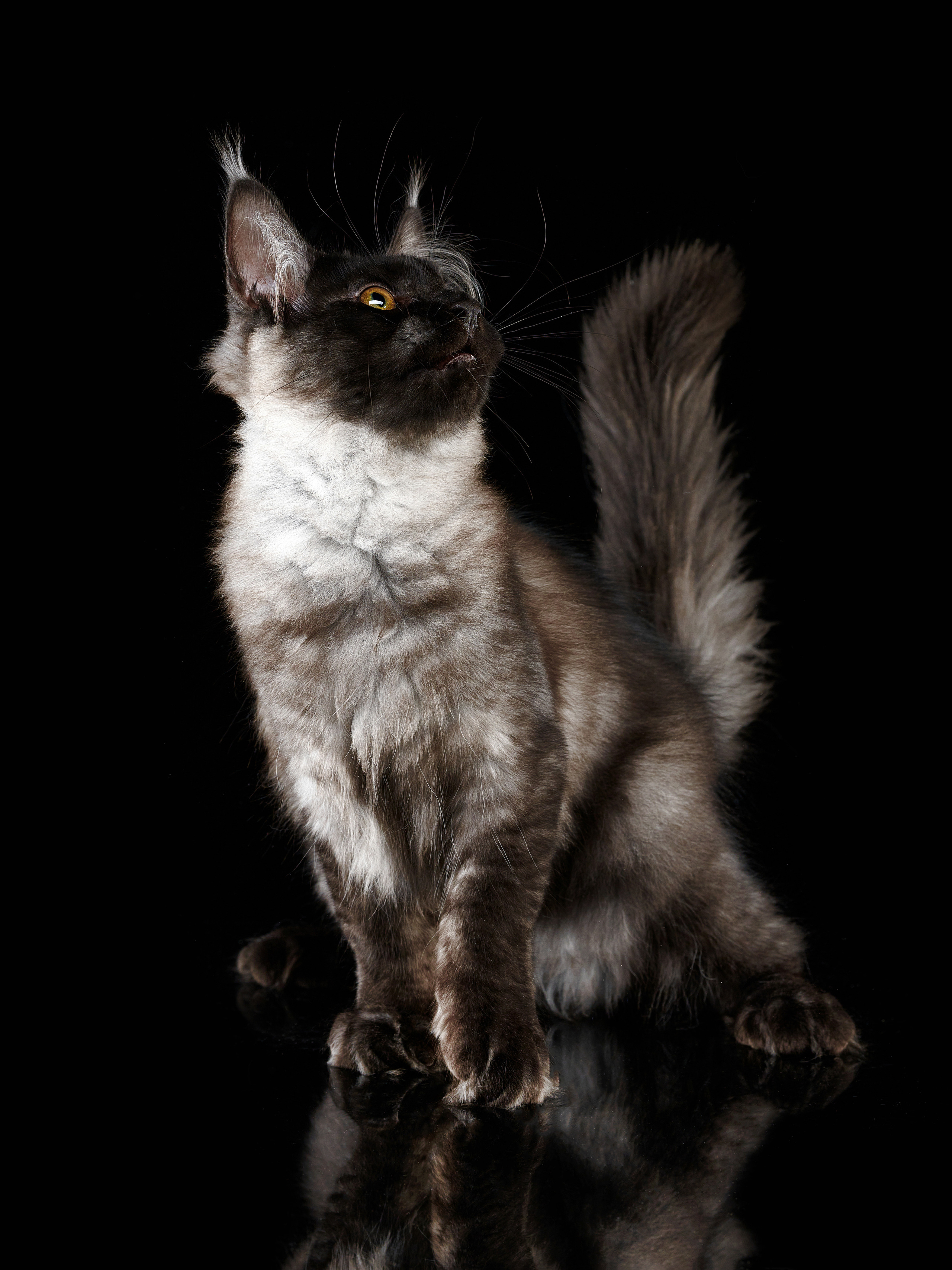 Фотографии животных, темный фон, кошки и собаки на фотографиях. Владислав Смирнов рекламный Фотограф в г. Иваново