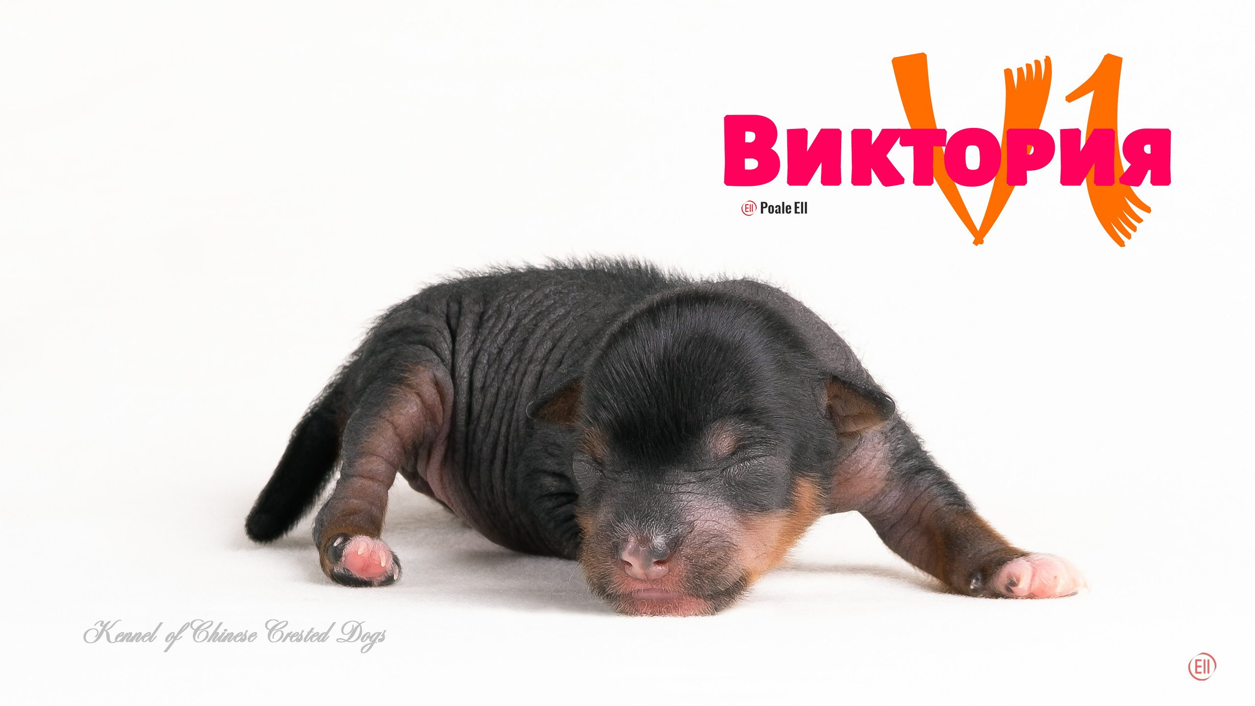 Щенки 3 дня. 21.01.2024. Фотограф в Москве