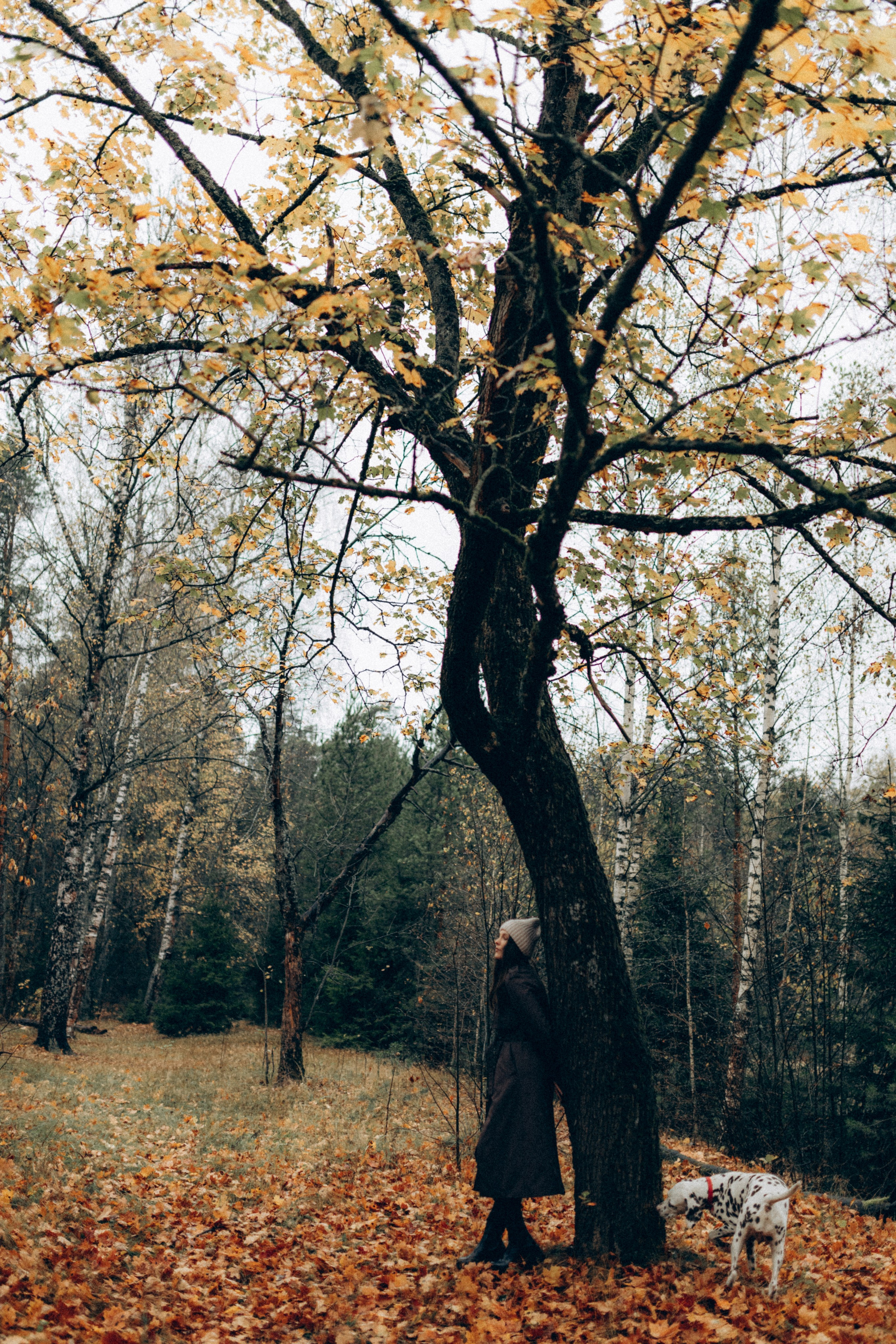 Анфиса & Нисма. Фотограф НОГИНСК, Москва, Анастасия Белая