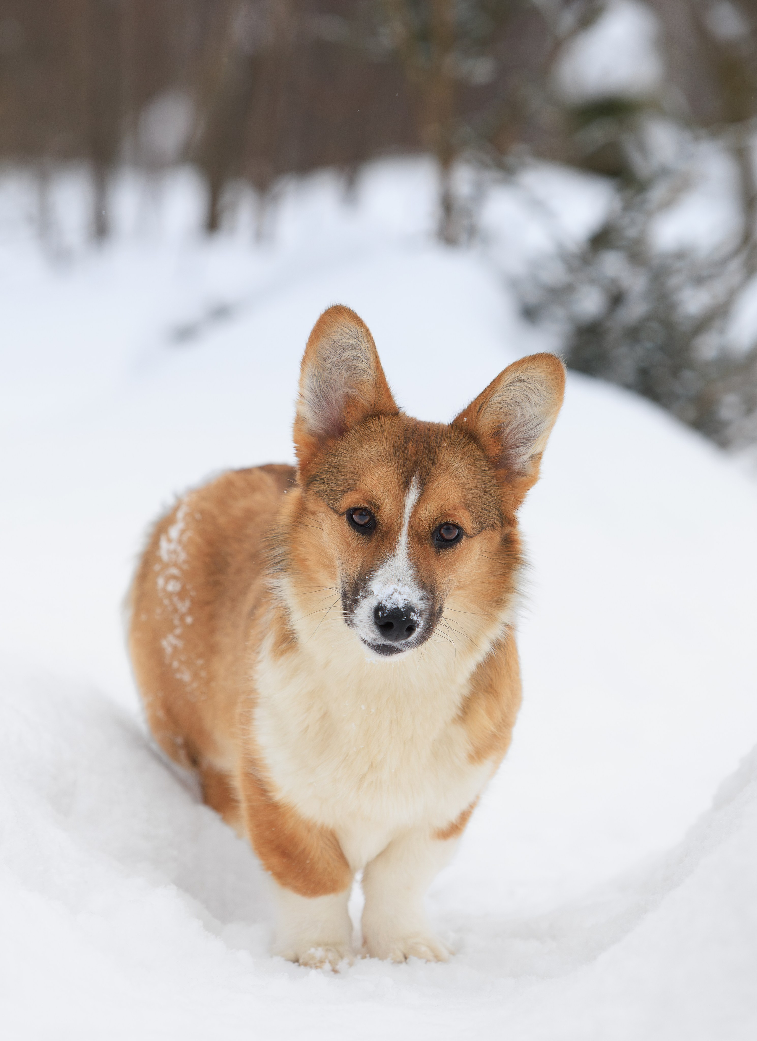 Корги и ВЕО зимой. Фотограф-анималист в Москве, МО и Владимире