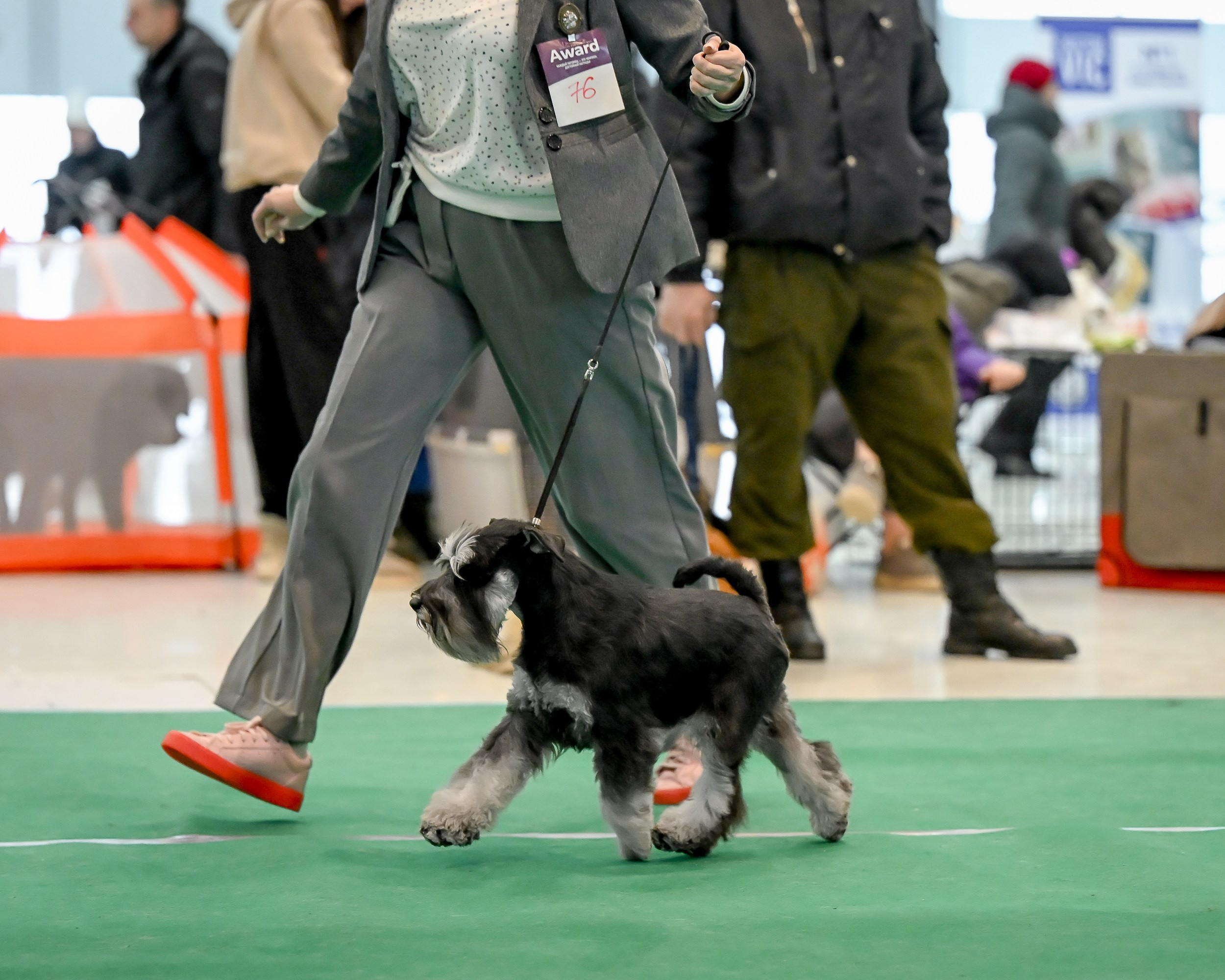 Цафир/ Delinso Balance Сzafir Lumier. Питомник цвергшнауцеров в Беларуси «Делинсо Бэлэнс»