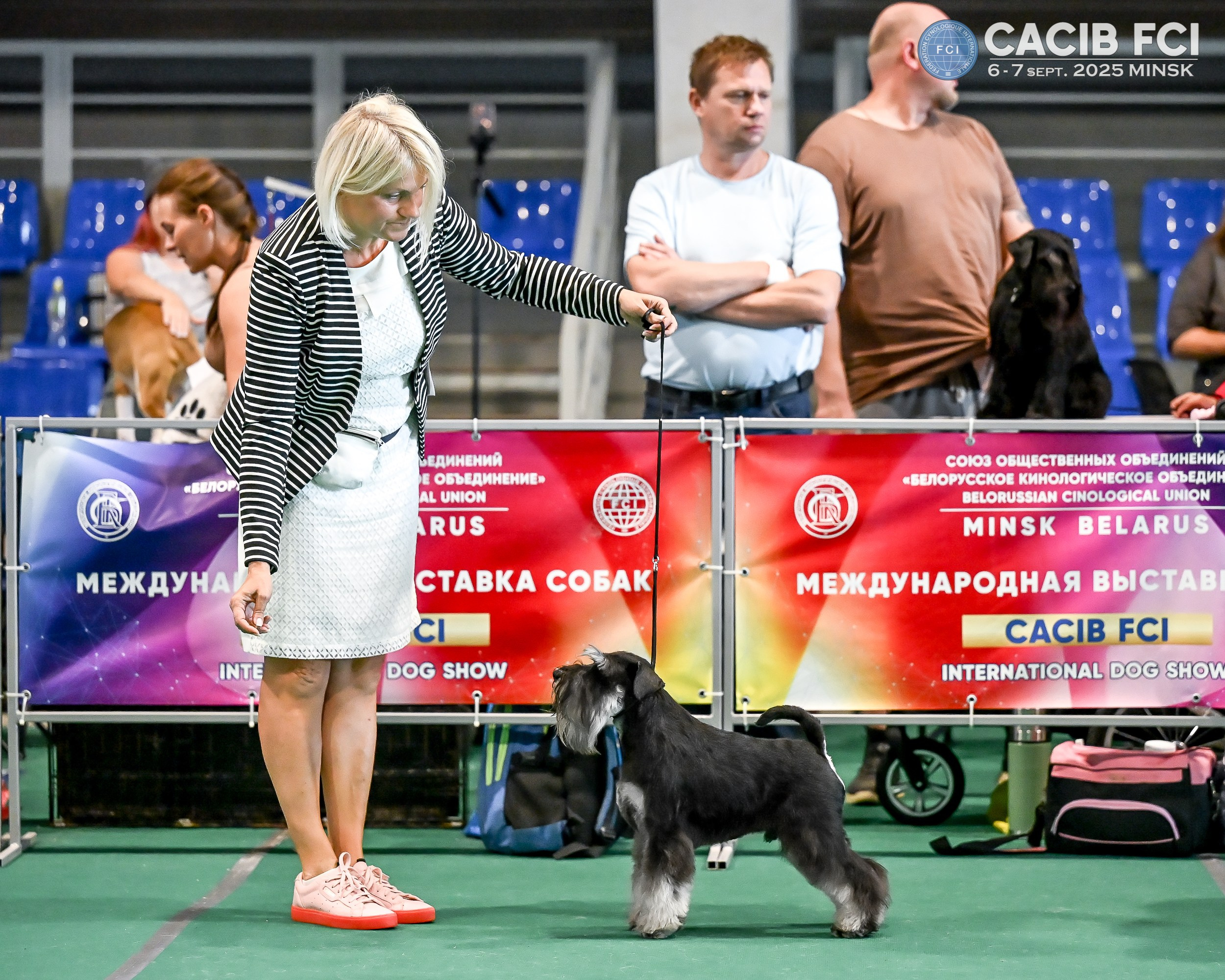 Цафир/ Delinso Balance Сzafir Lumier. Питомник цвергшнауцеров в Беларуси «Делинсо Бэлэнс»