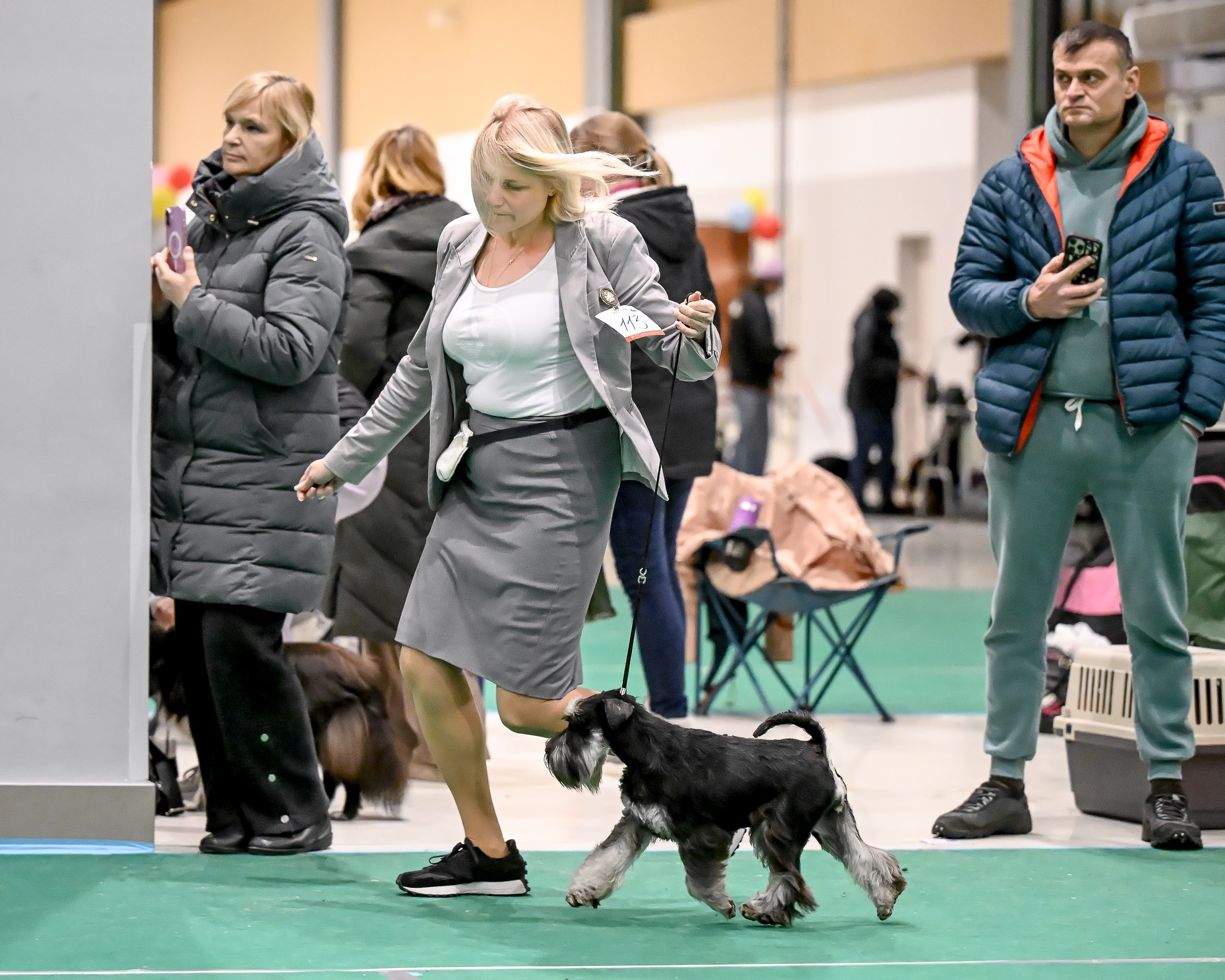 Бъянка/ Delinso Balance Cinzano Bianco. Питомник цвергшнауцеров в Беларуси «Делинсо Бэлэнс»