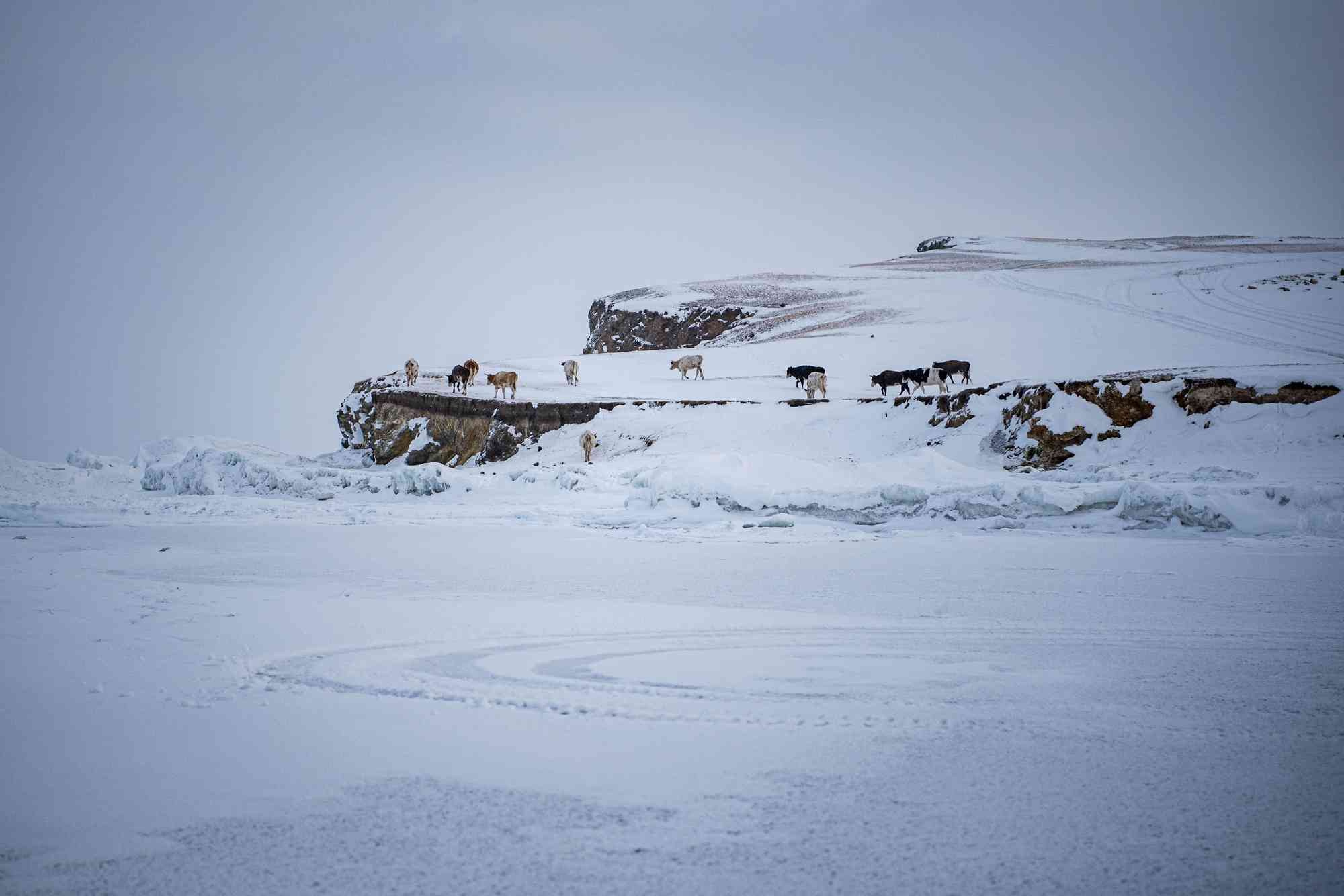 Портфолио. Свадебный фотограф Дина Сейцман