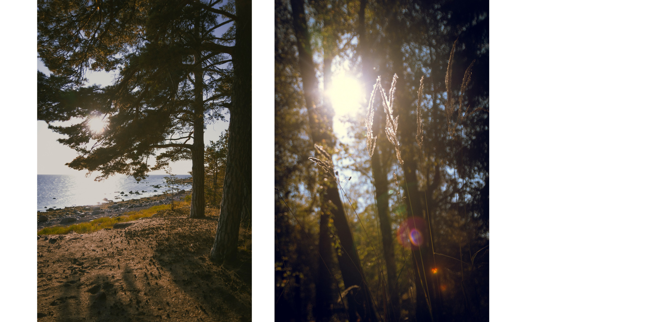 Из наблюдений. Плак или Квак