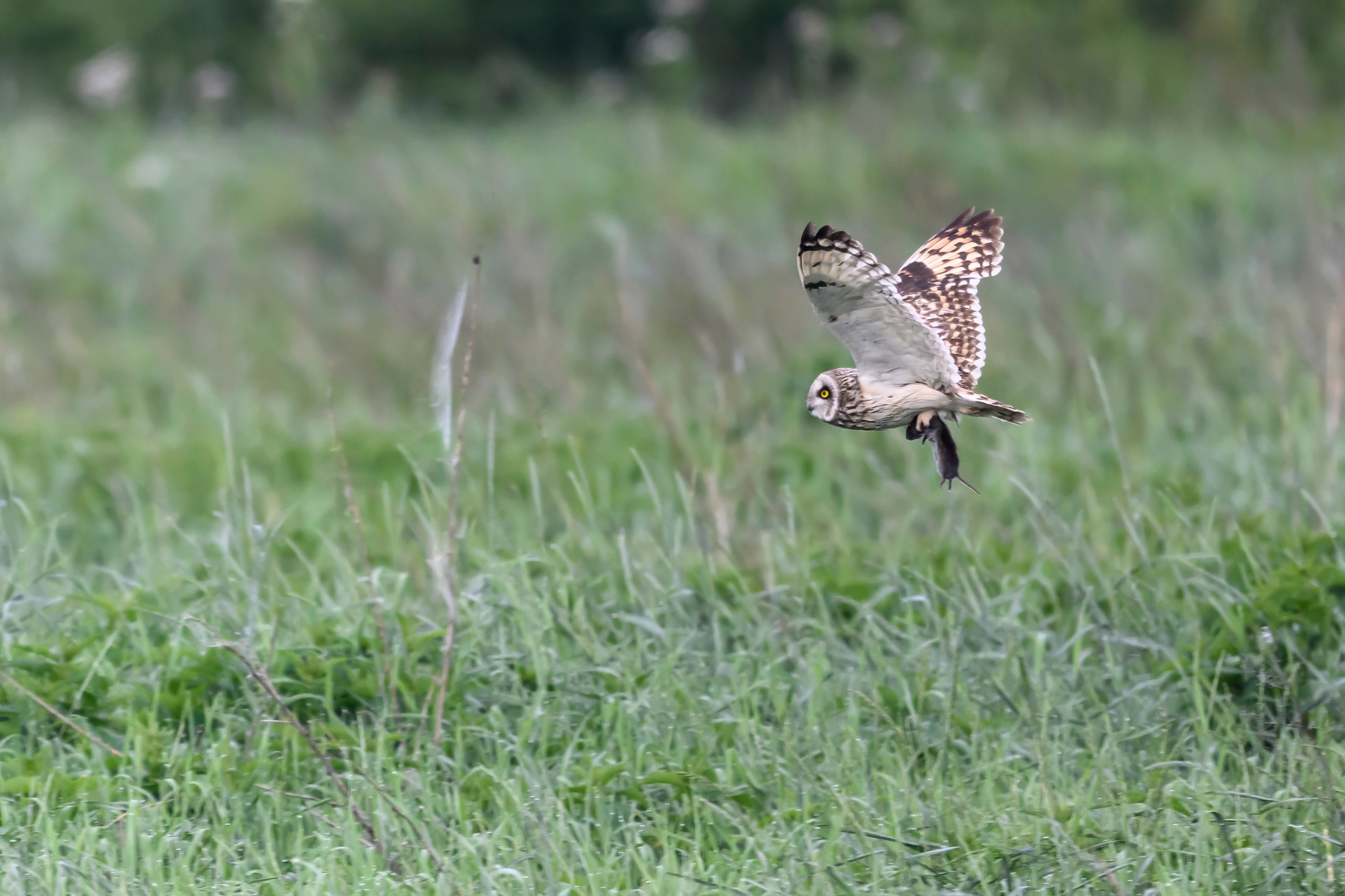 Охота совы. Фотограф Сергей Пупонин