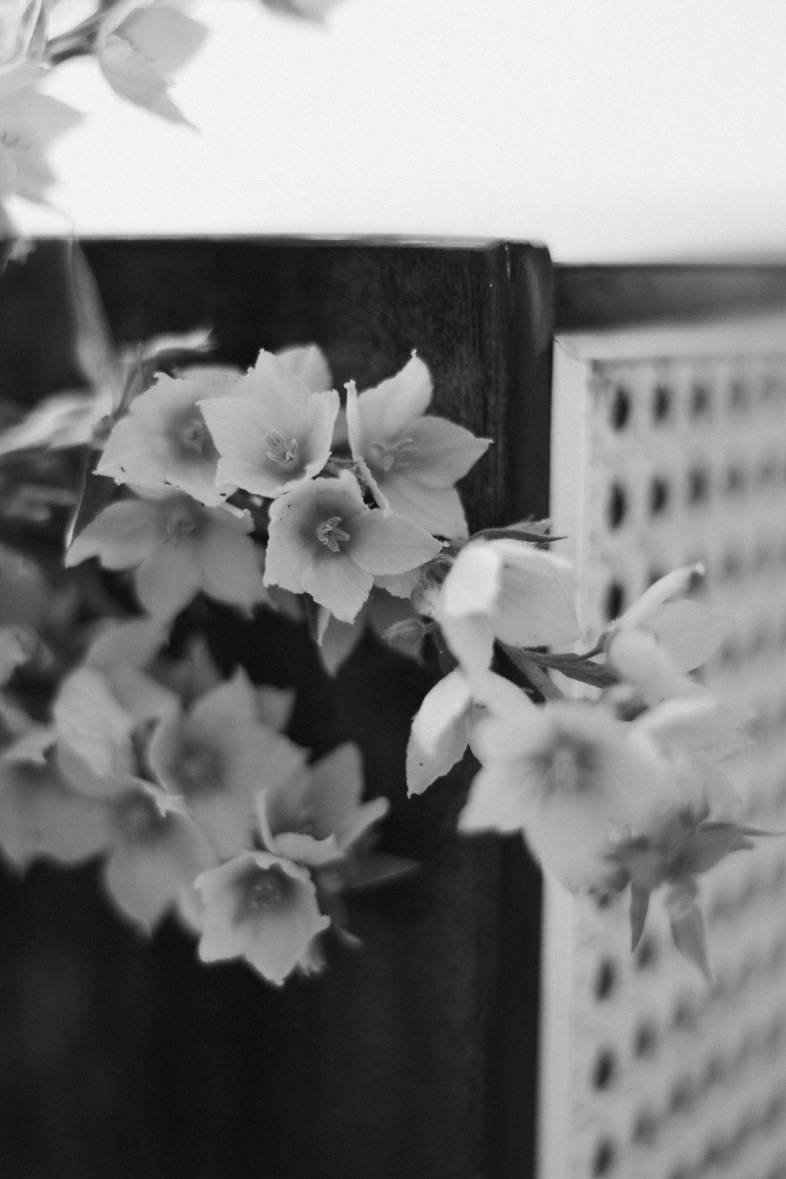 Милания. Фотограф НатаФото (Наталья Яковенко) Дмитров Москва Питер