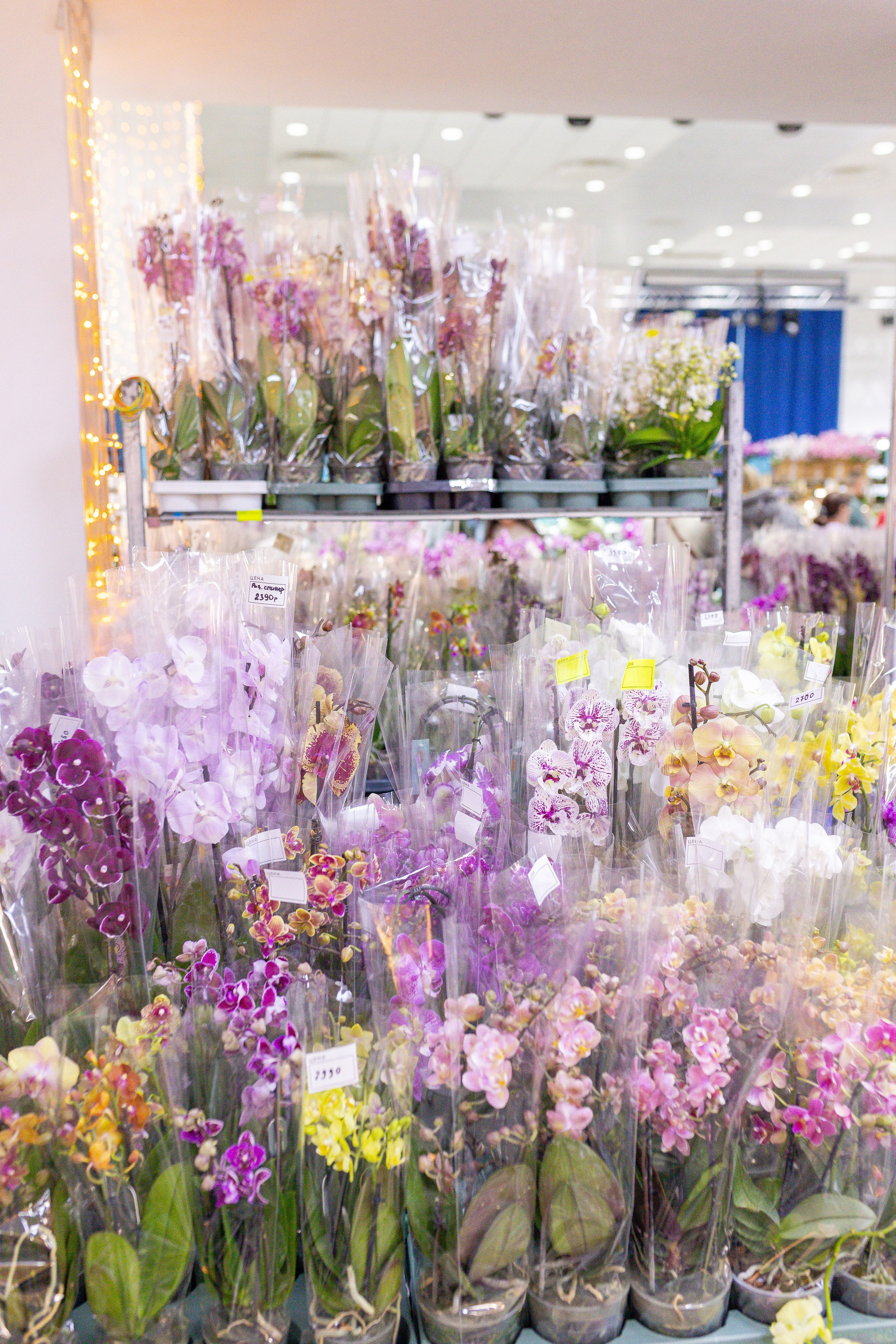 Орхидиум 12.2025. Александра Куликова фотограф, Москва