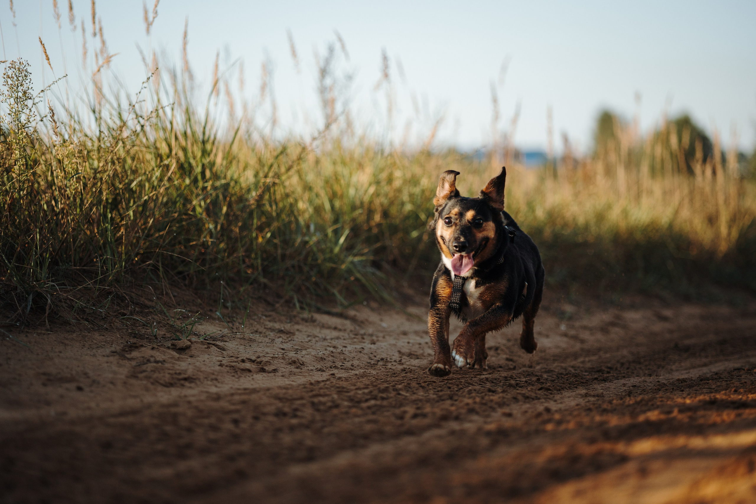Ольга и Рекс. Фотограф — Анималист | Санкт-Петербург