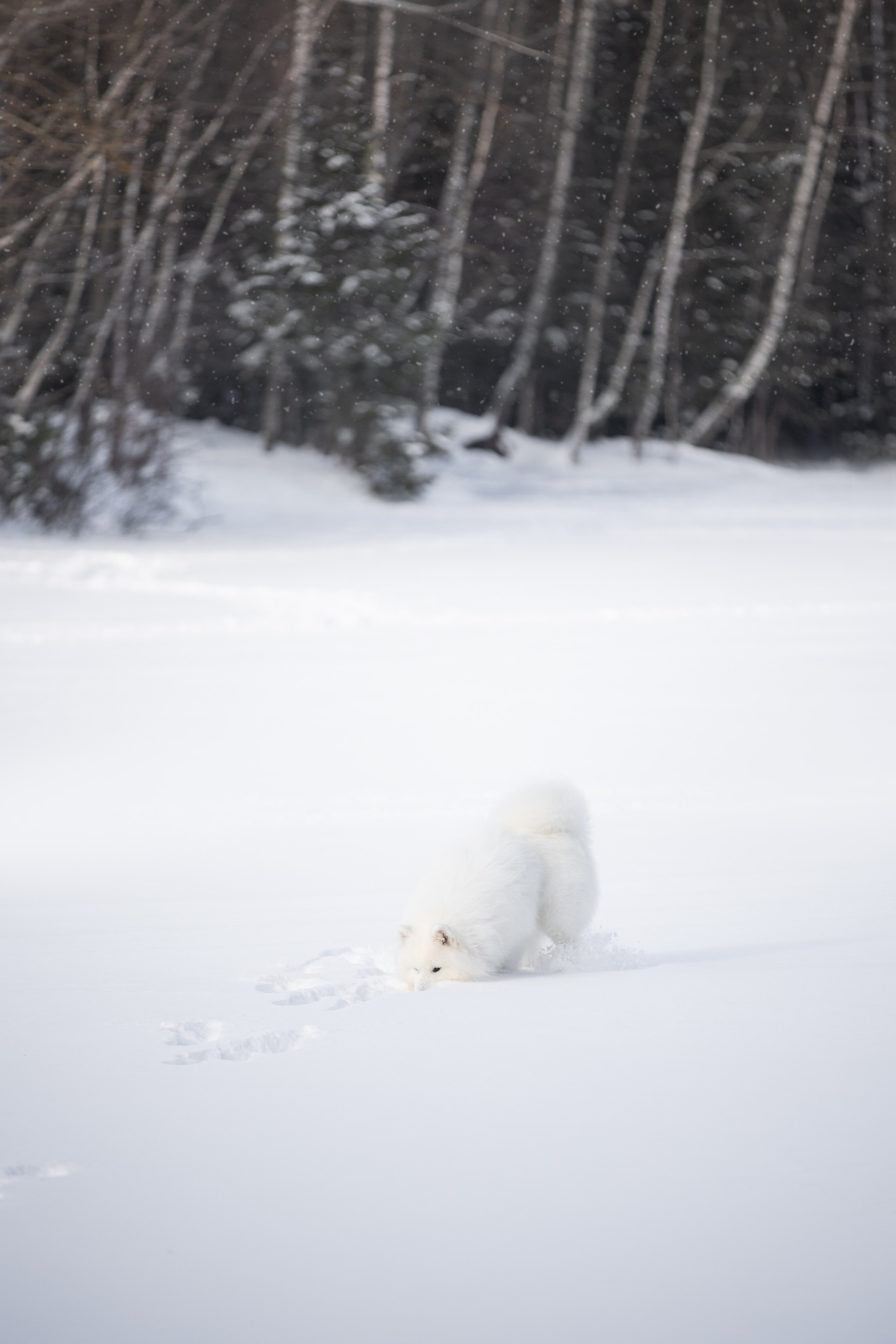 Дмитрий, Наталья и Панти. Фотограф анималист в Москве Майорова Евгения