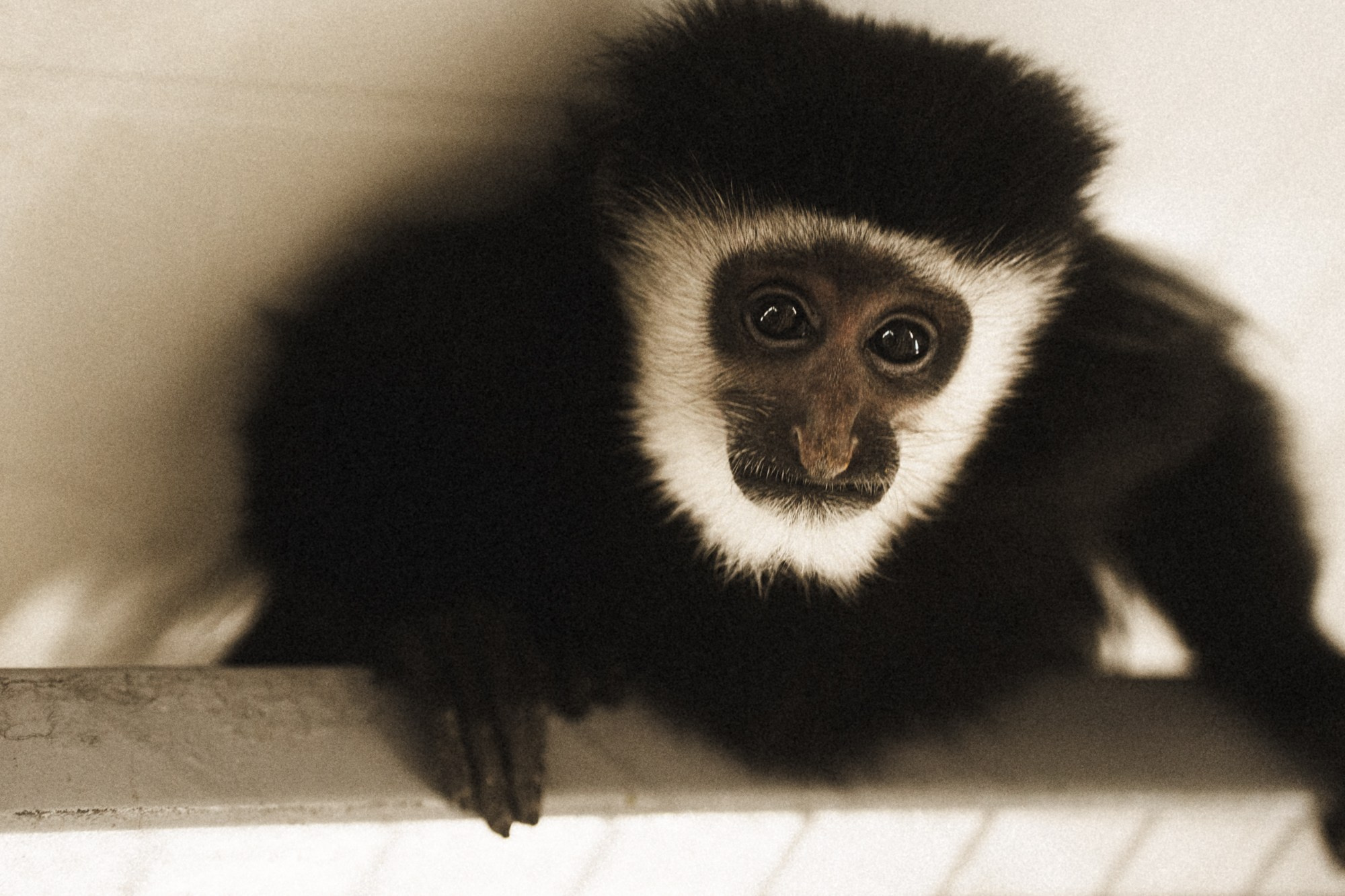 Карельский зоопарк. Zekons. Фото, видео, нейросети