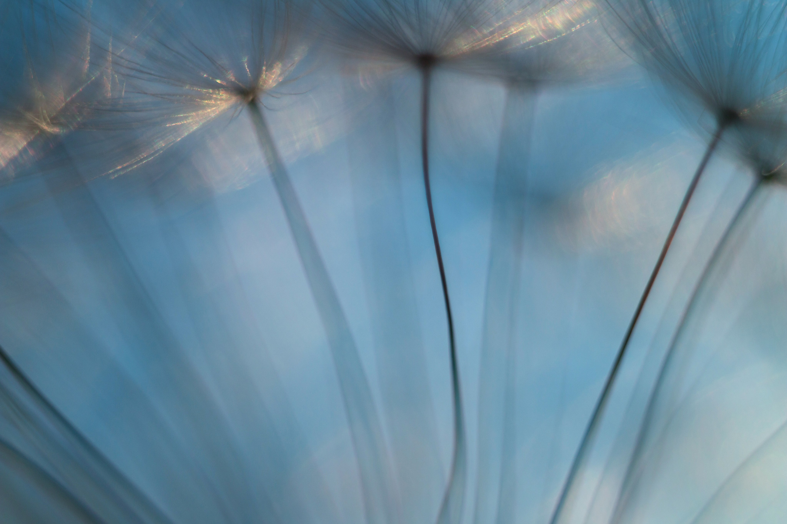 Макро. Фотограф Лагутин Анатолий