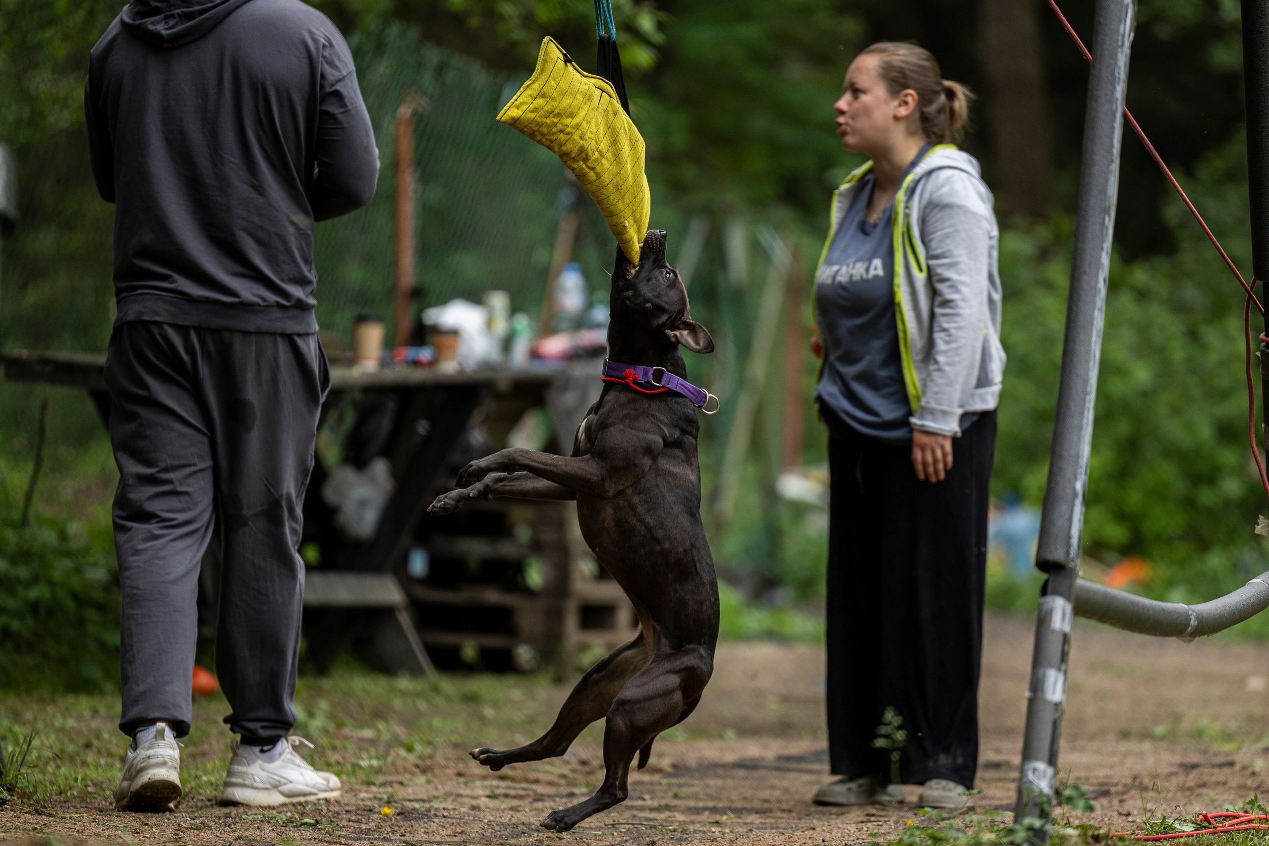 Пит-стафф многоборье. Фотограф-анималист Анна Маринич