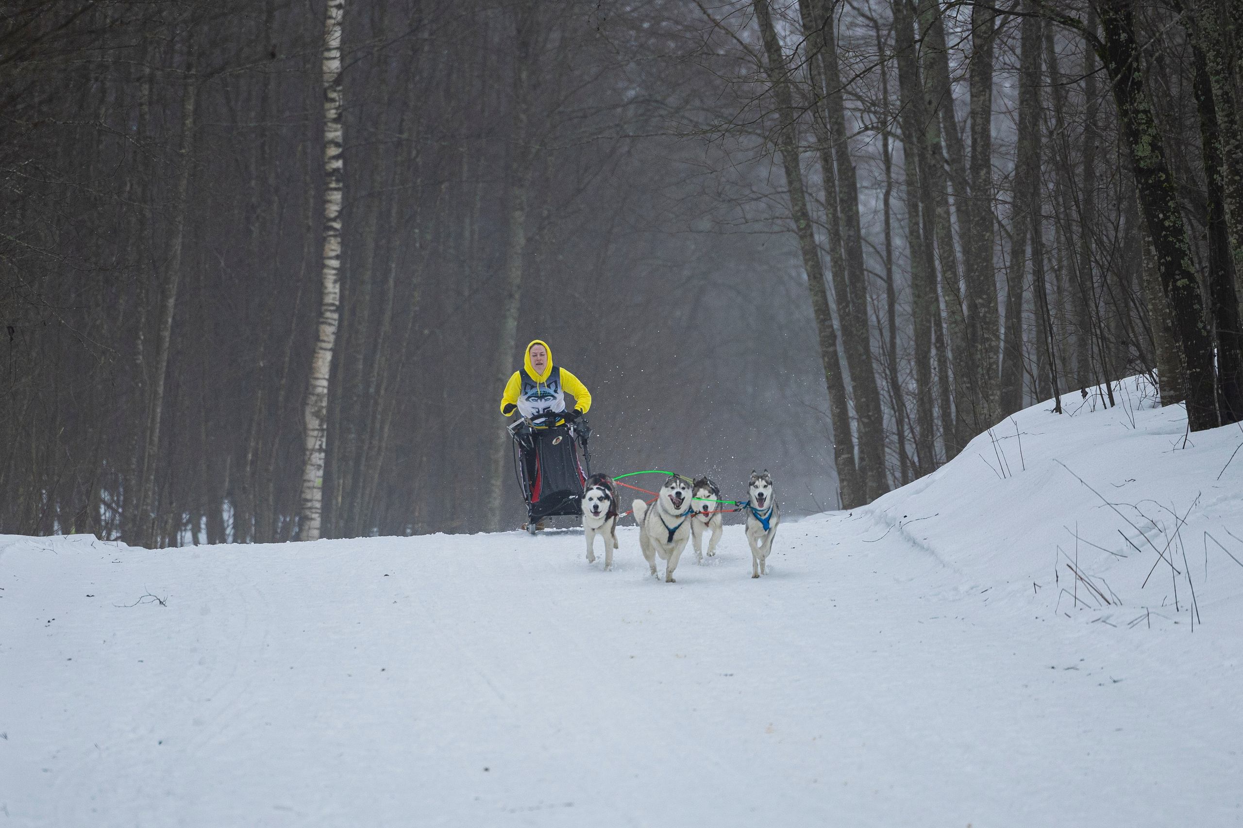 Зимний Чемпионат Санкт-Петербурга по ездовому спорту. Фотограф-анималист Анна Маринич