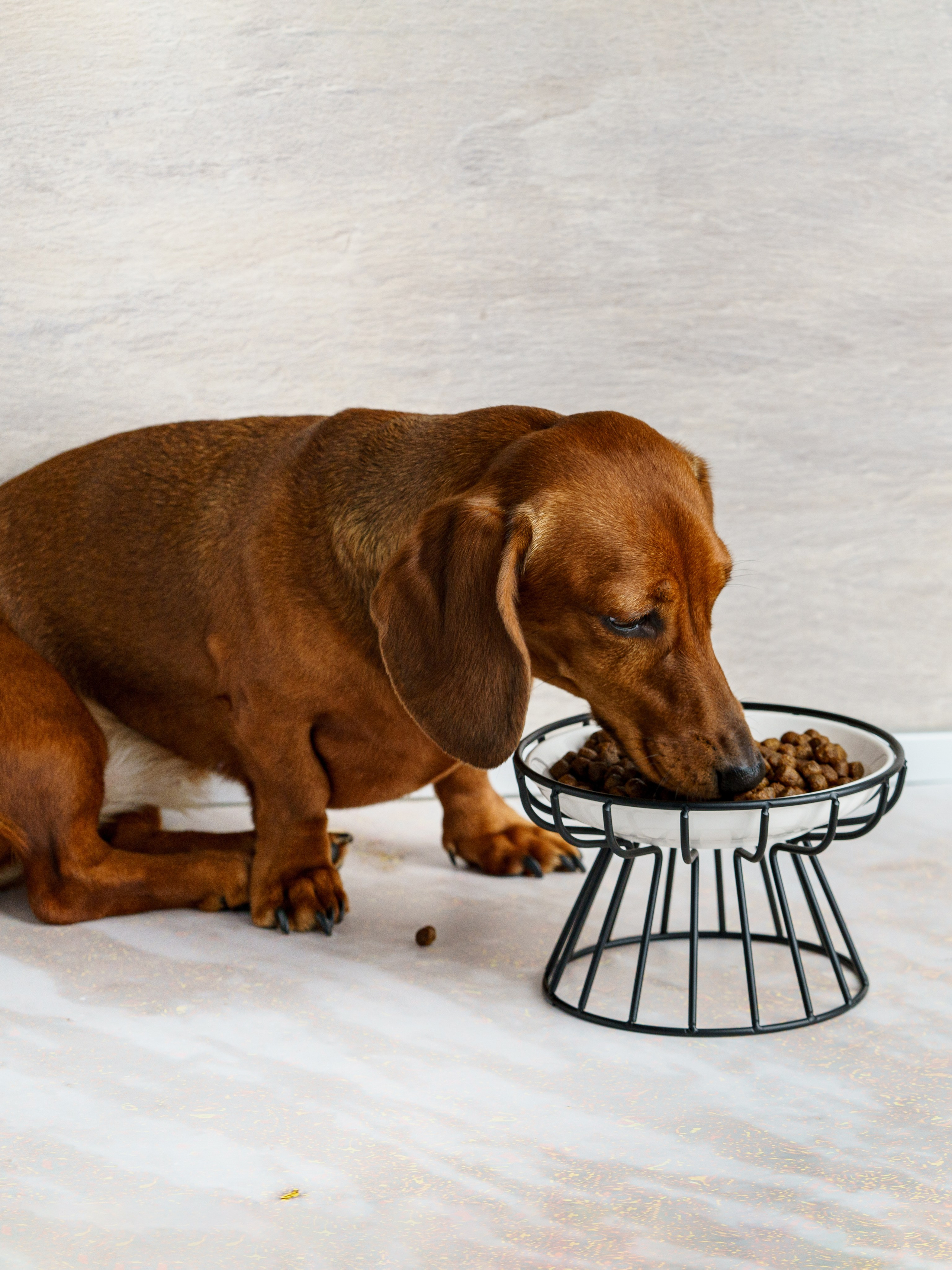 Съемки с животными. КЕД Студия-контент агентство полного цикла СПБ. Создаём фото, видео и контент, который помогает брендам и селлерам продавать больше