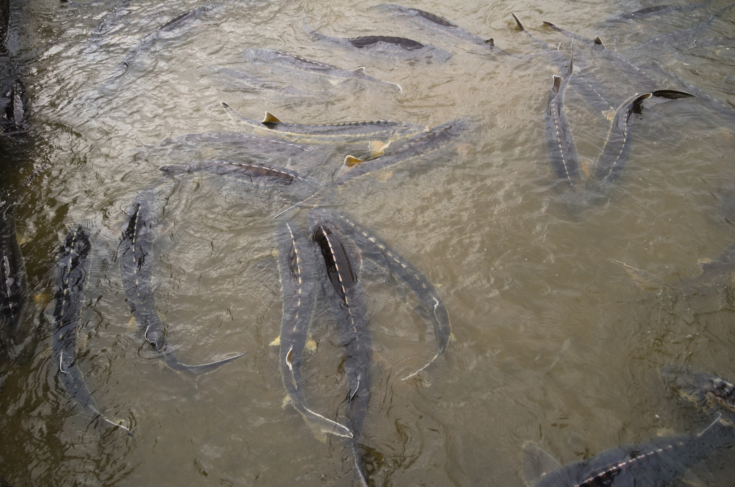 Астрахань | 17-18.10.2020. Галерея Фантим