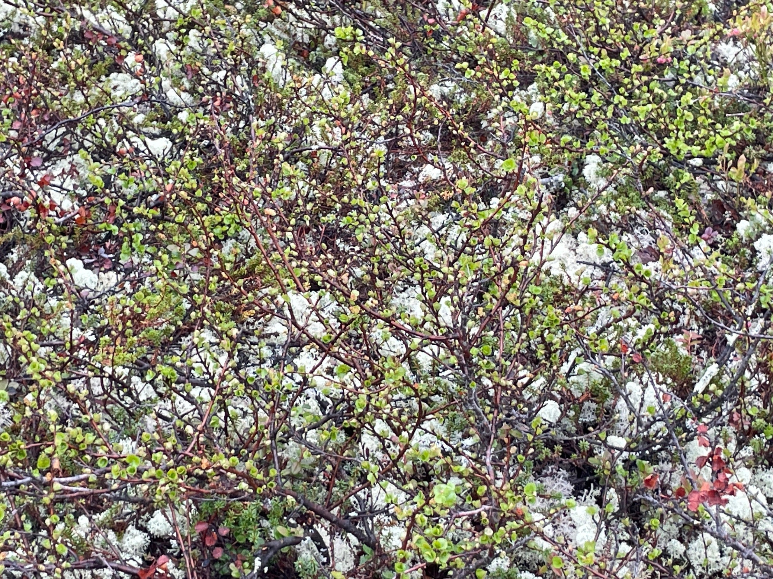 Мурманск | 20-22.06.2025. Галерея Фантим