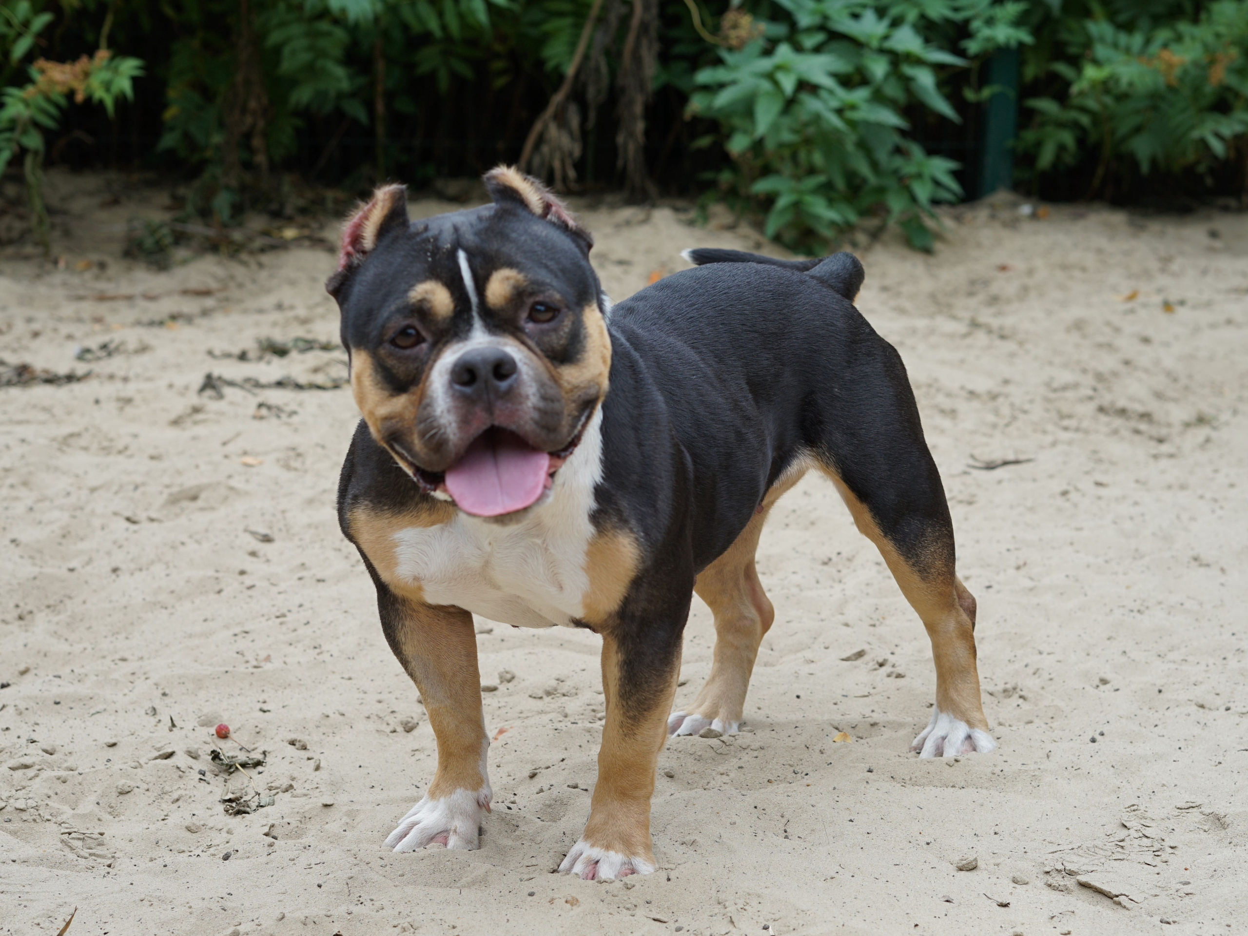 Любимые хвостики