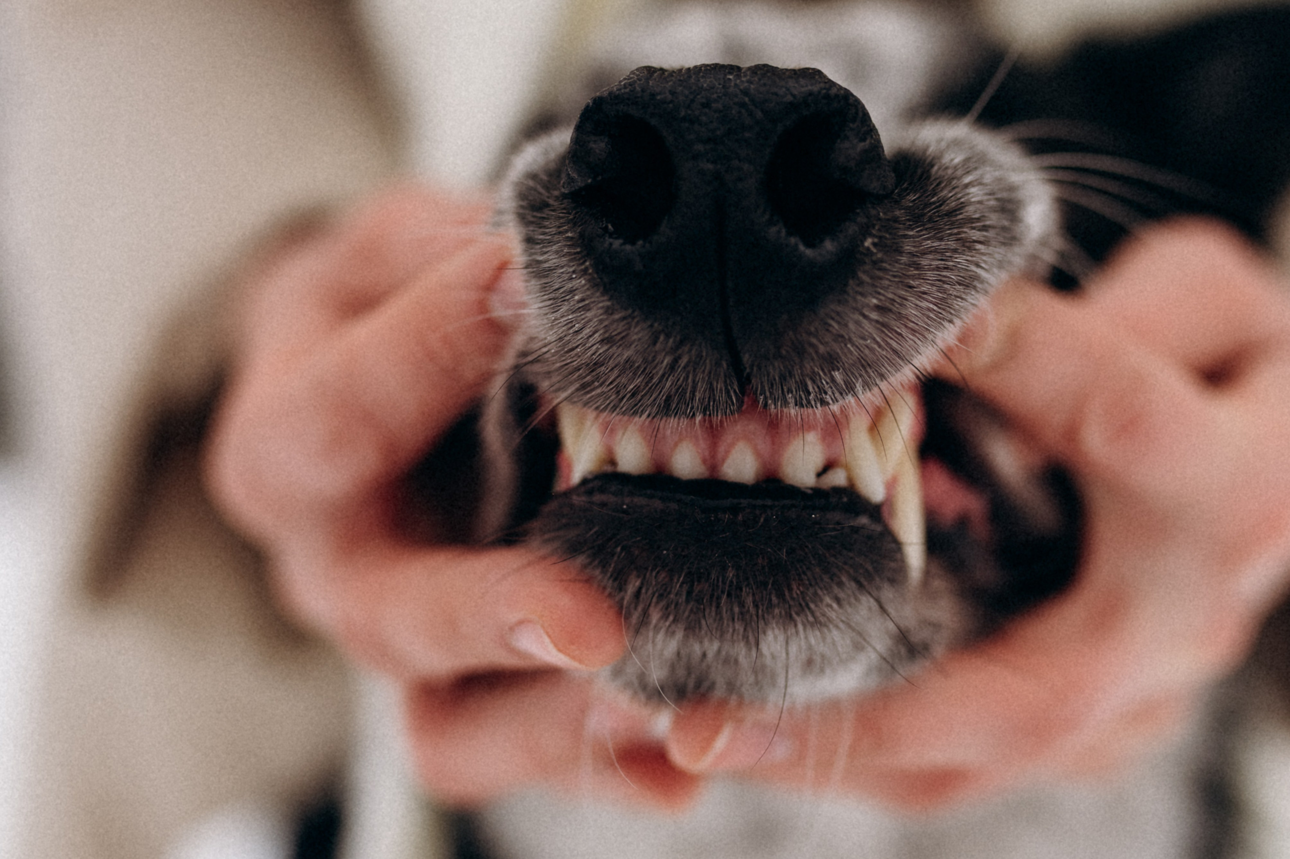 Аня и Милан. Фотограф анималист в Москве Ольга Агушева