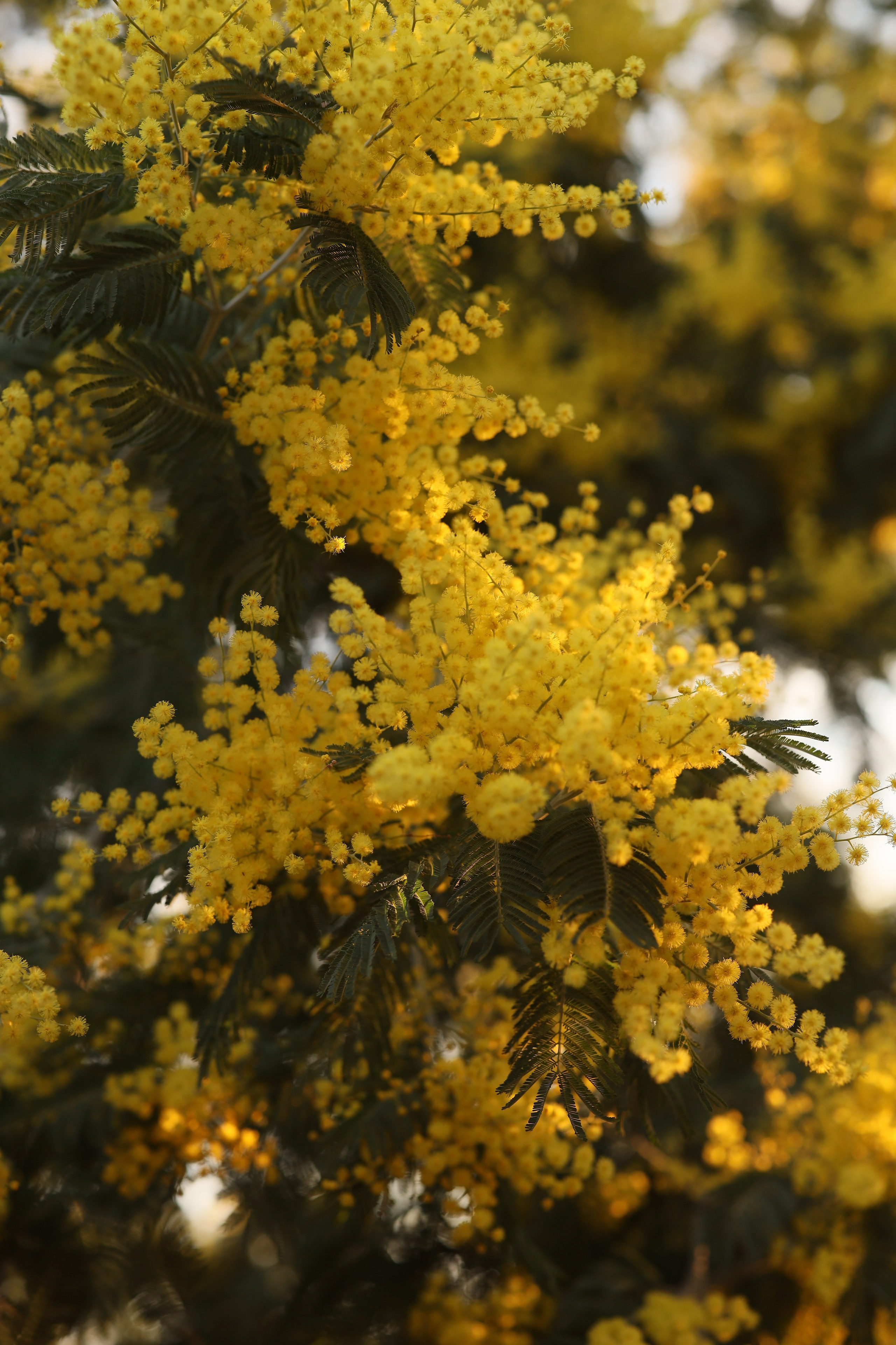 Фотосессия в саду Мимозы. Свадебный и семейный фотограф в Абхазии Жанна Соснина