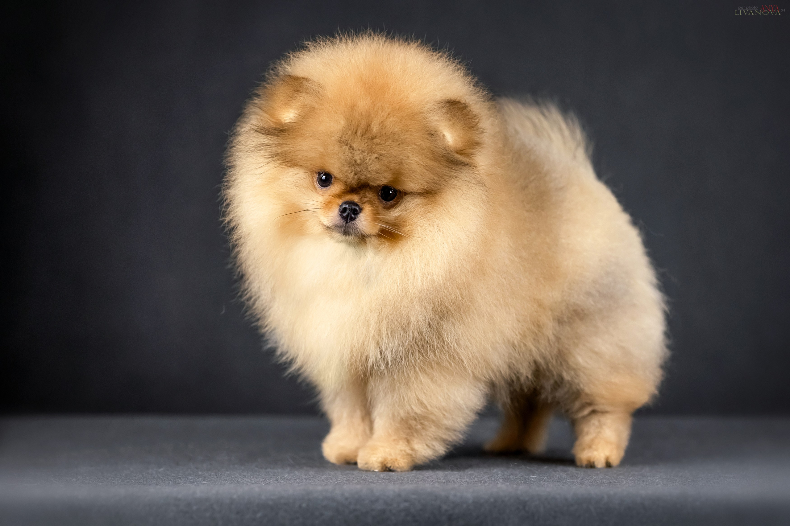 Шпицы. Фотограф анималист Аня Ливанова | Рыбинск