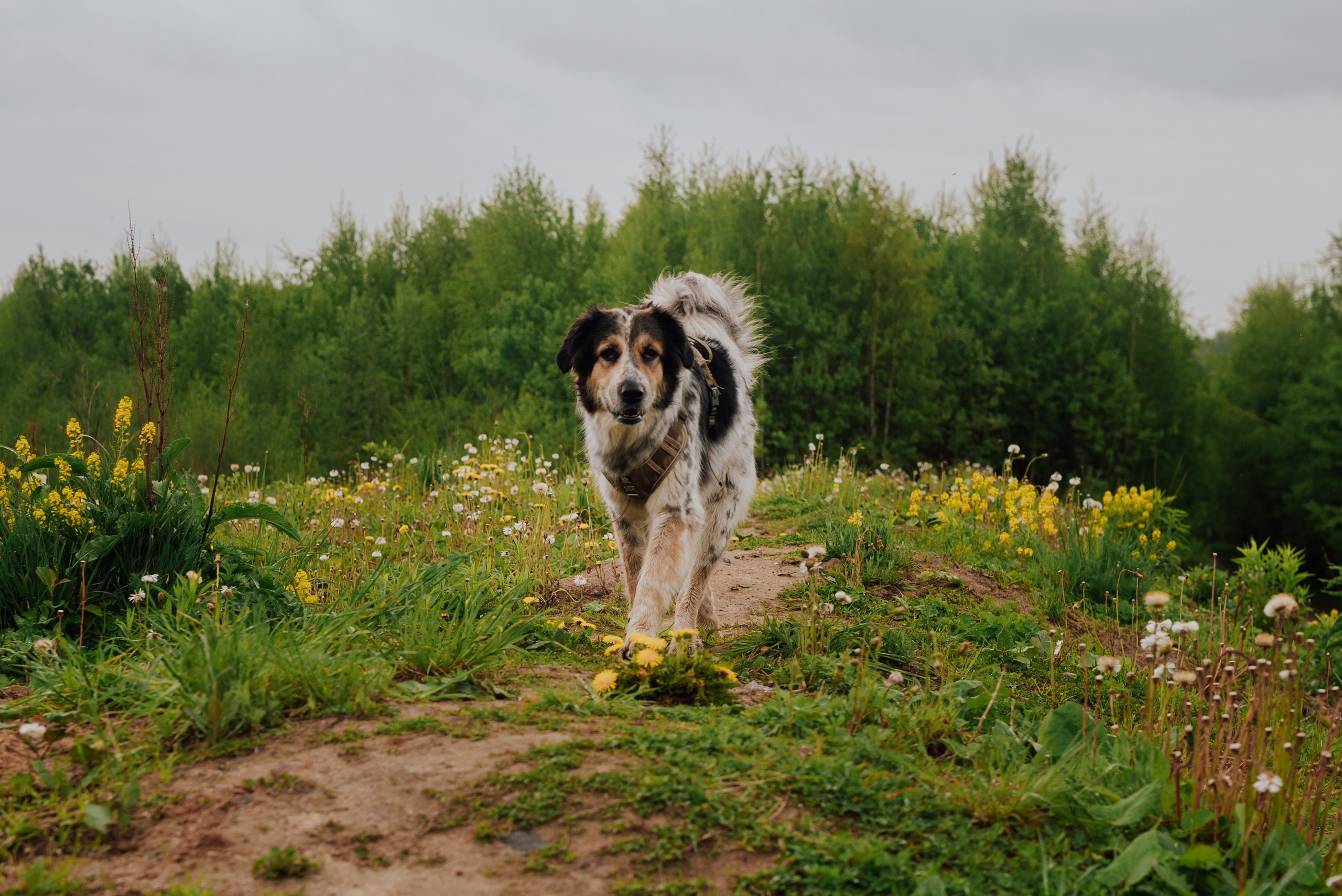 Фотовыходные с питомцами Мурино. Фотограф в Санкт-Петербурге и Ленинградской области