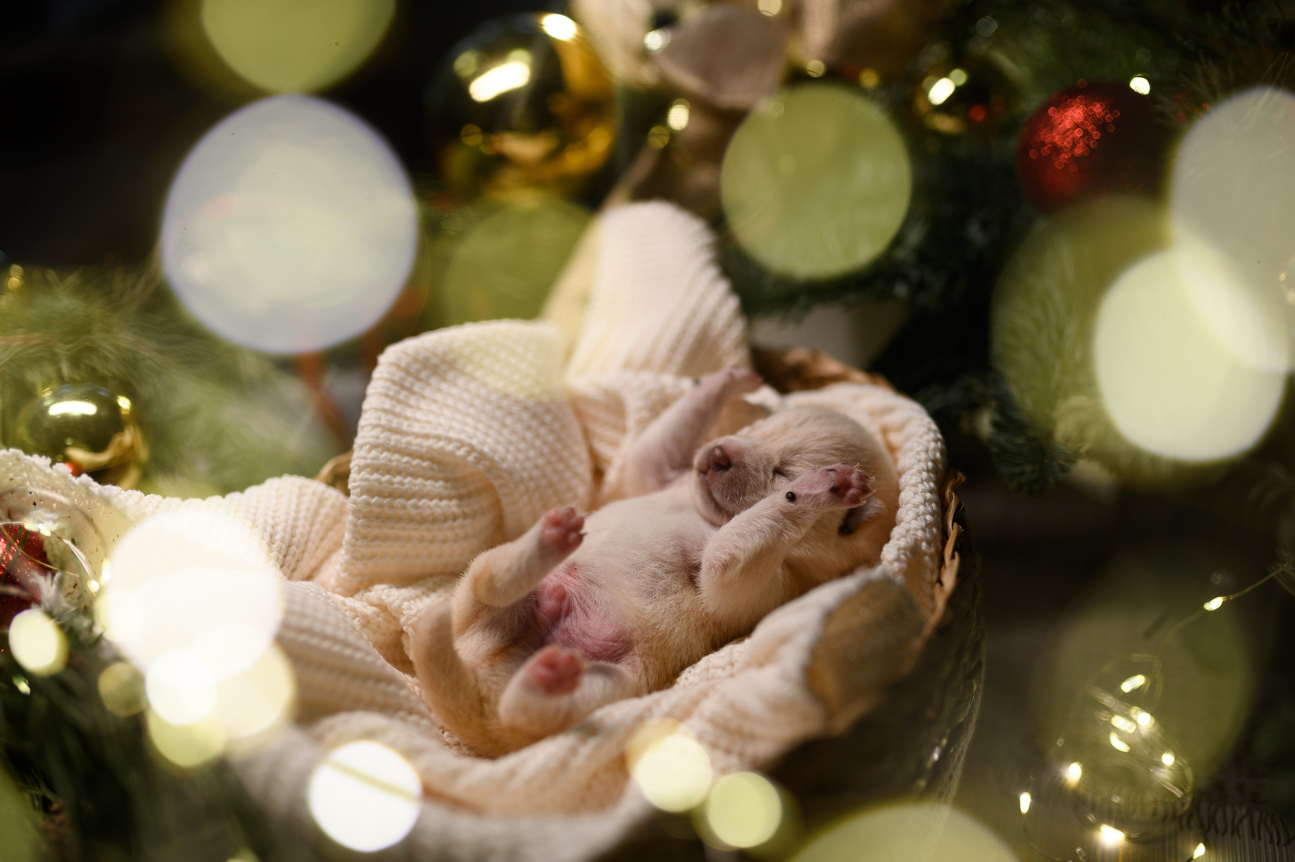 Мамесиба. Фотограф анималист в Москве Ольга Агушева