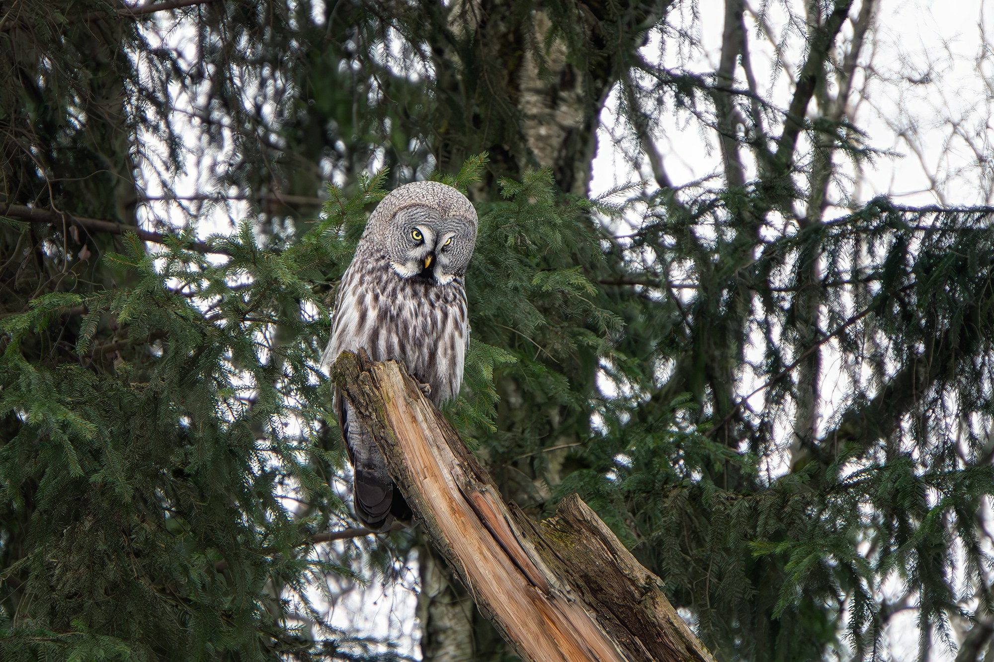 Удивительные мир птиц. Вокруг нас столько прекрасного — присмотритесь!. Ваш личный фотограф Марина Волкова