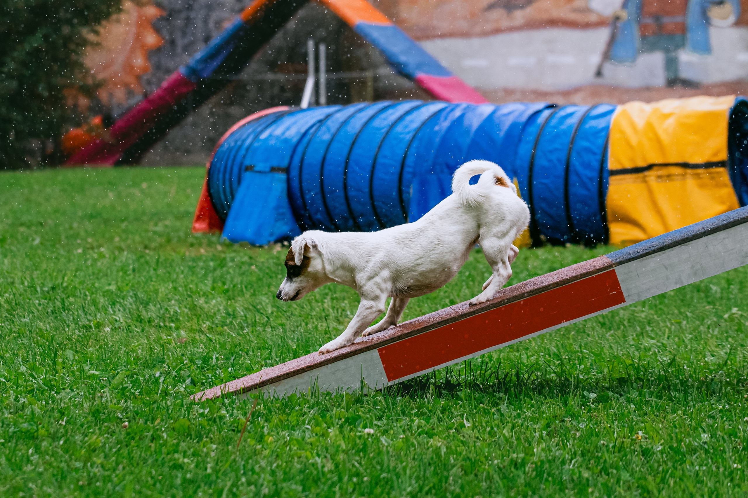 Соревнования по аджилити Долгопрудный 30.06.2025. Фотограф-анималист Татьяна Степанова