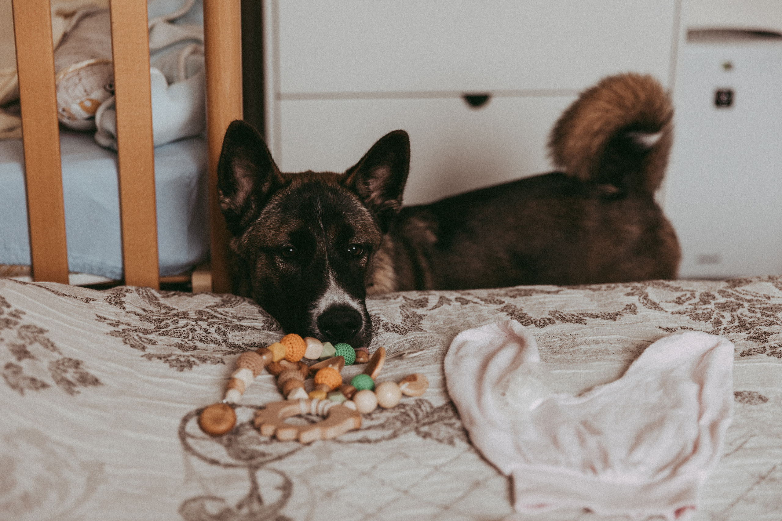 Маленькая принцесса и большая собака. Семейный фотограф Юлия Роберт. Москва