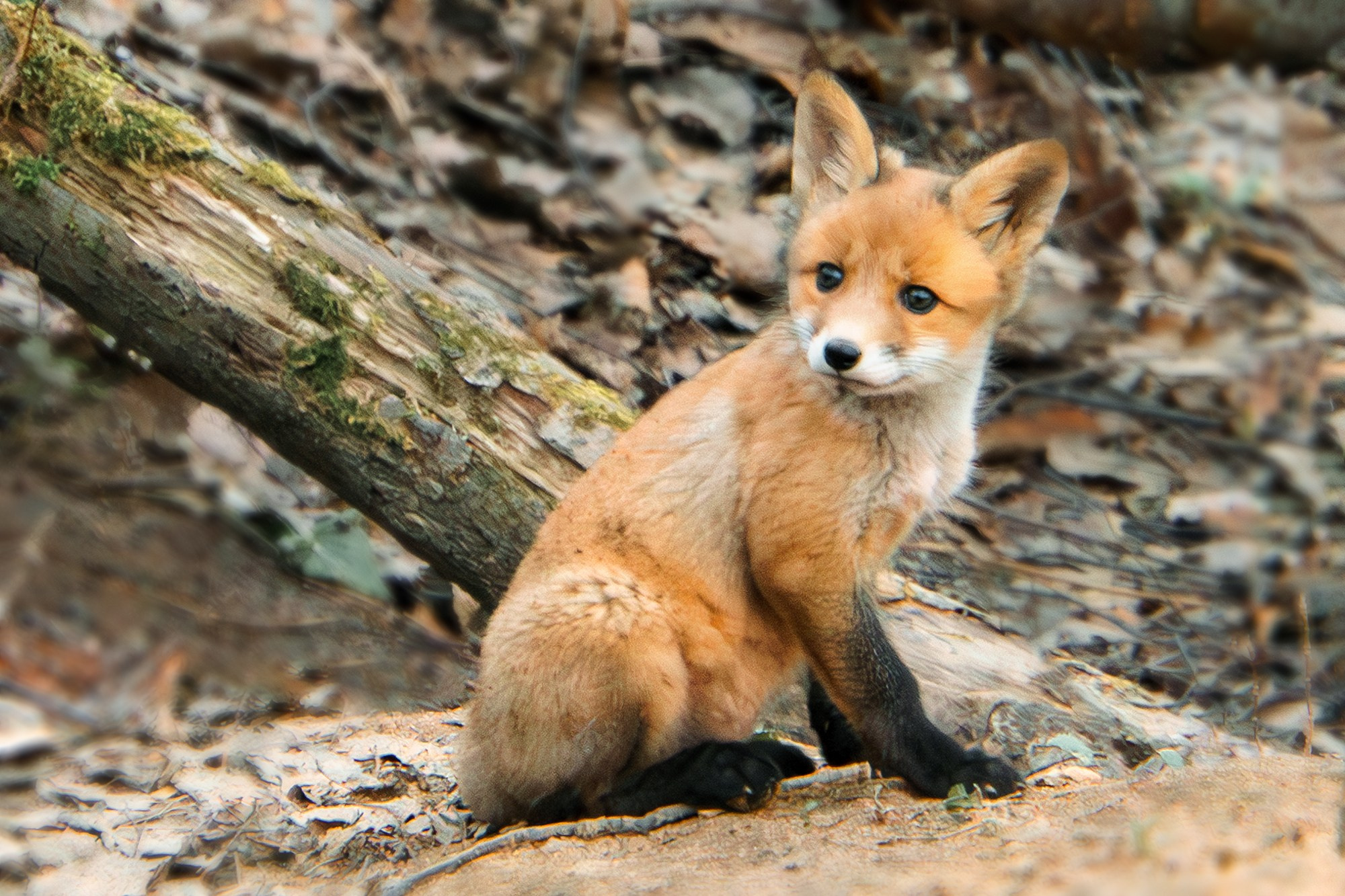 Животные. Ваш личный фотограф Марина Волкова