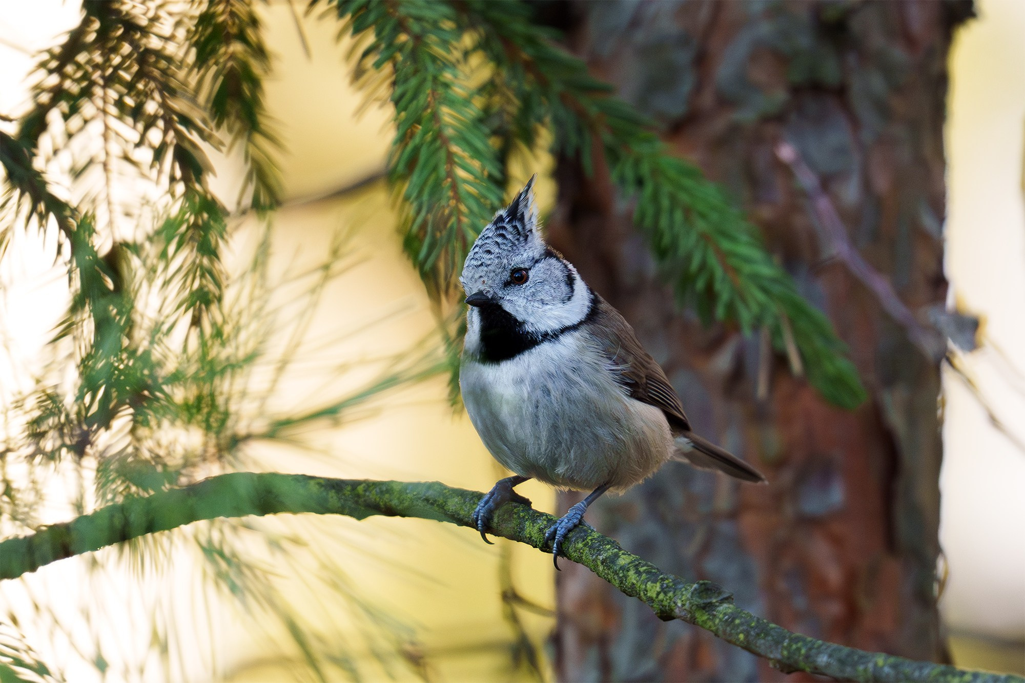 Удивительные мир птиц. Вокруг нас столько прекрасного — присмотритесь!. Ваш личный фотограф Марина Волкова