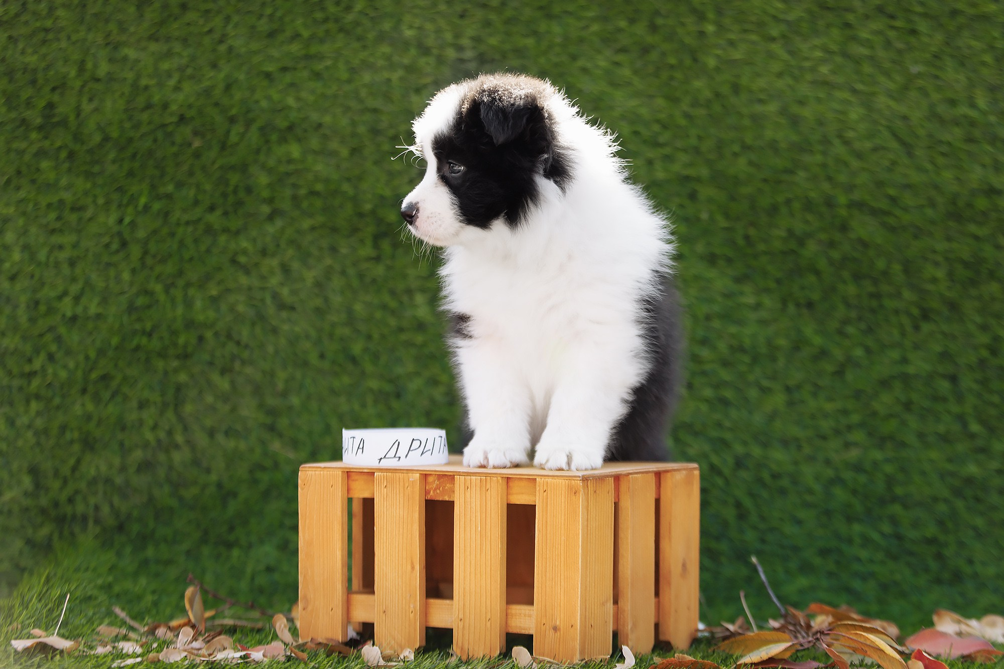 Новый лист. О нас