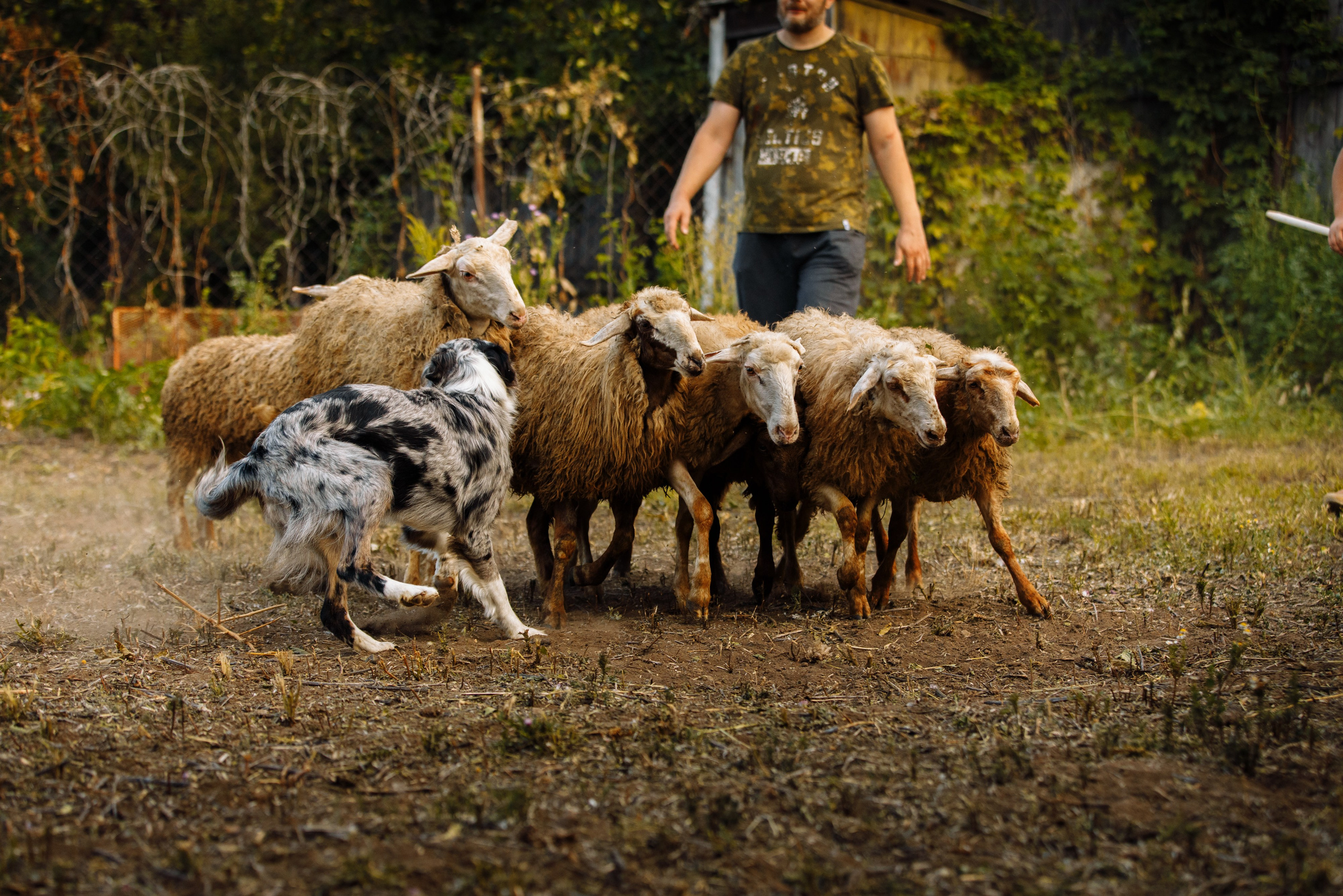 Овечий день. О нас
