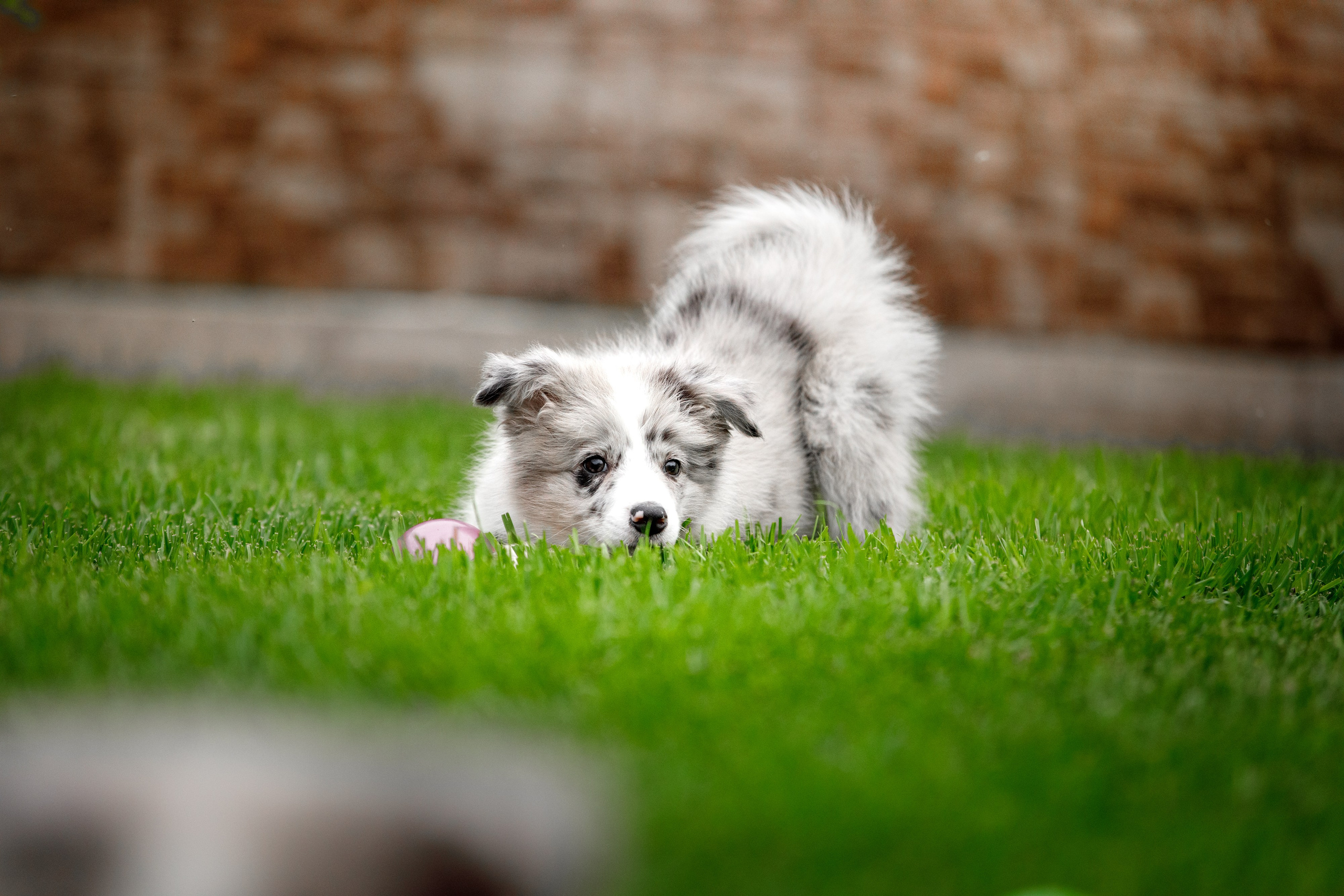 Болтовня в саду. О нас