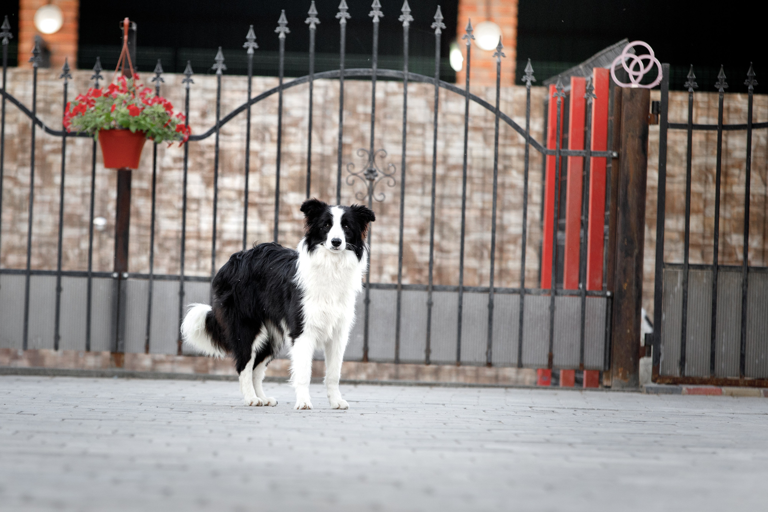 Болтовня в саду. О нас