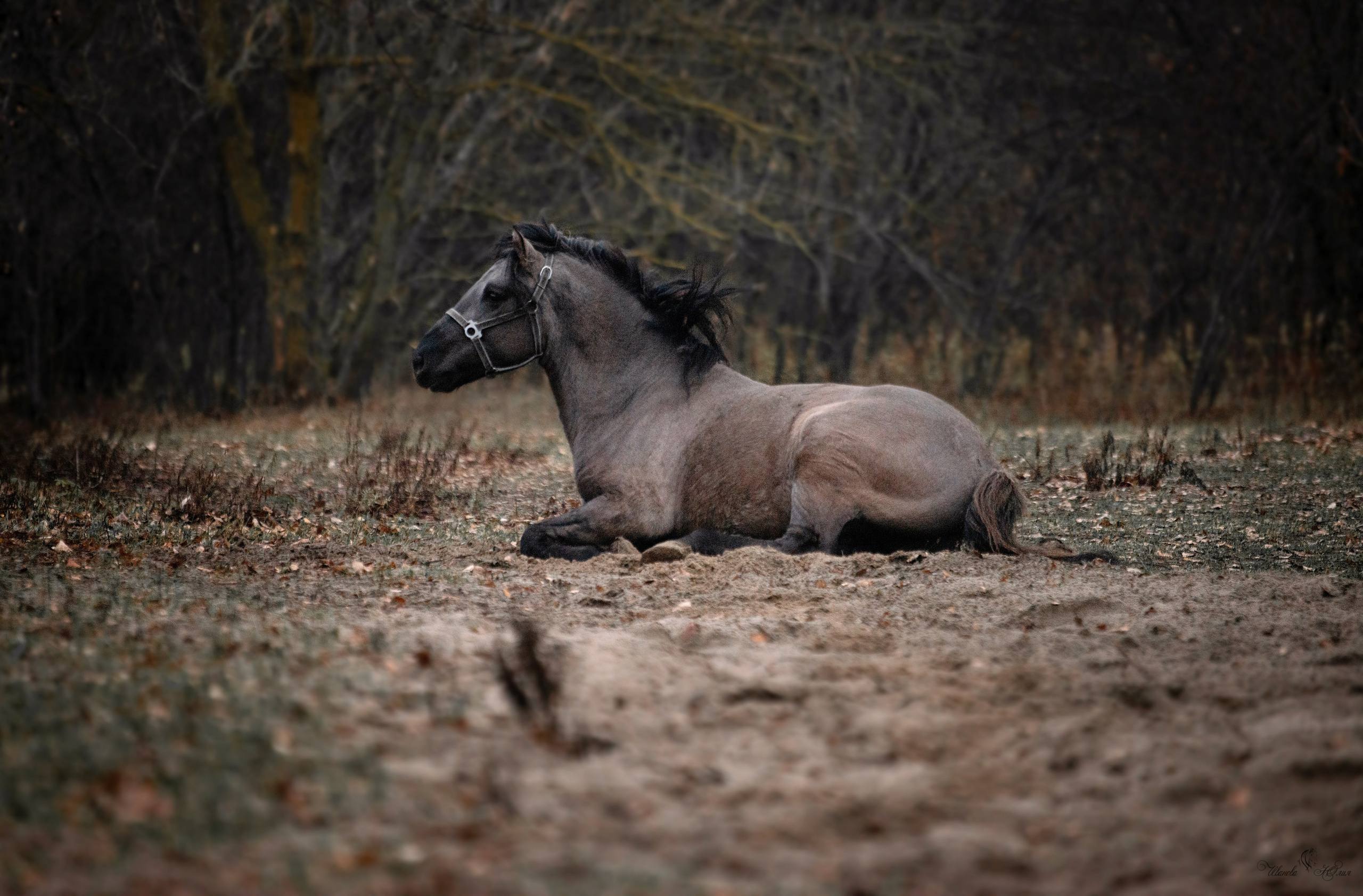 Лошади. Конный фотограф в Саратове Юлия Иванова