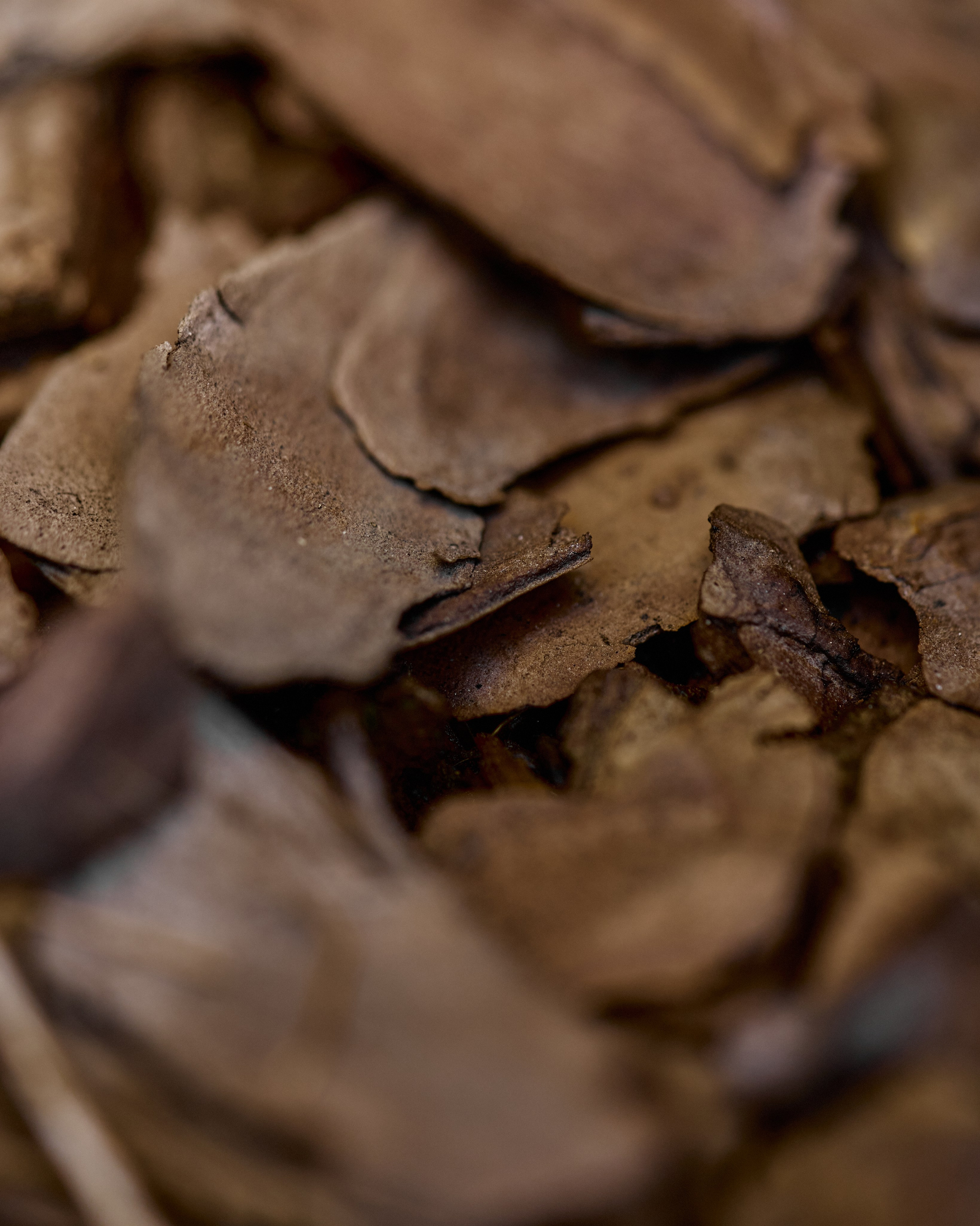 CORNUS. Фотограф Москва Сергей Громов