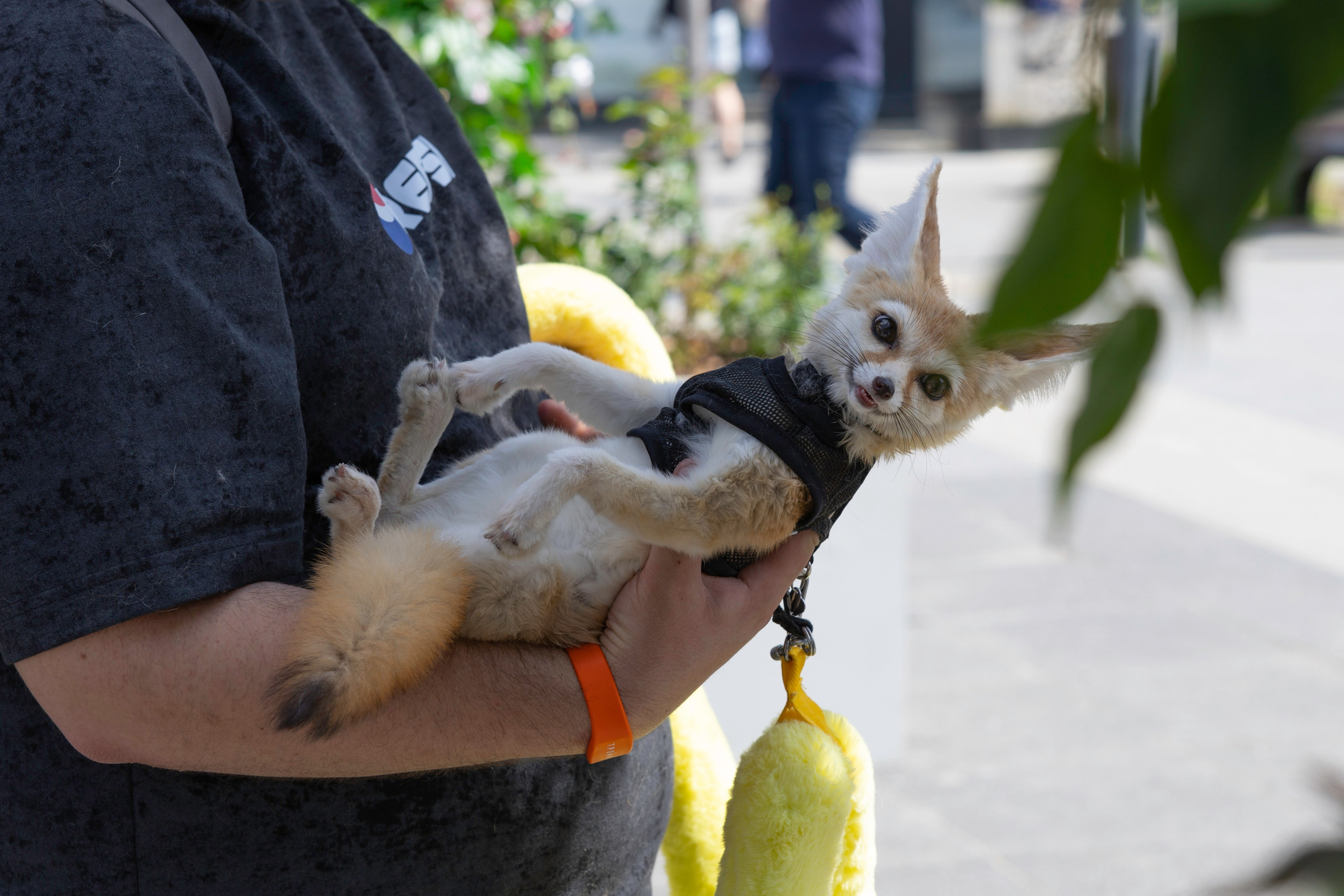 «ЛапкиФест». Фотограф, получающий удовольствие от своей работы