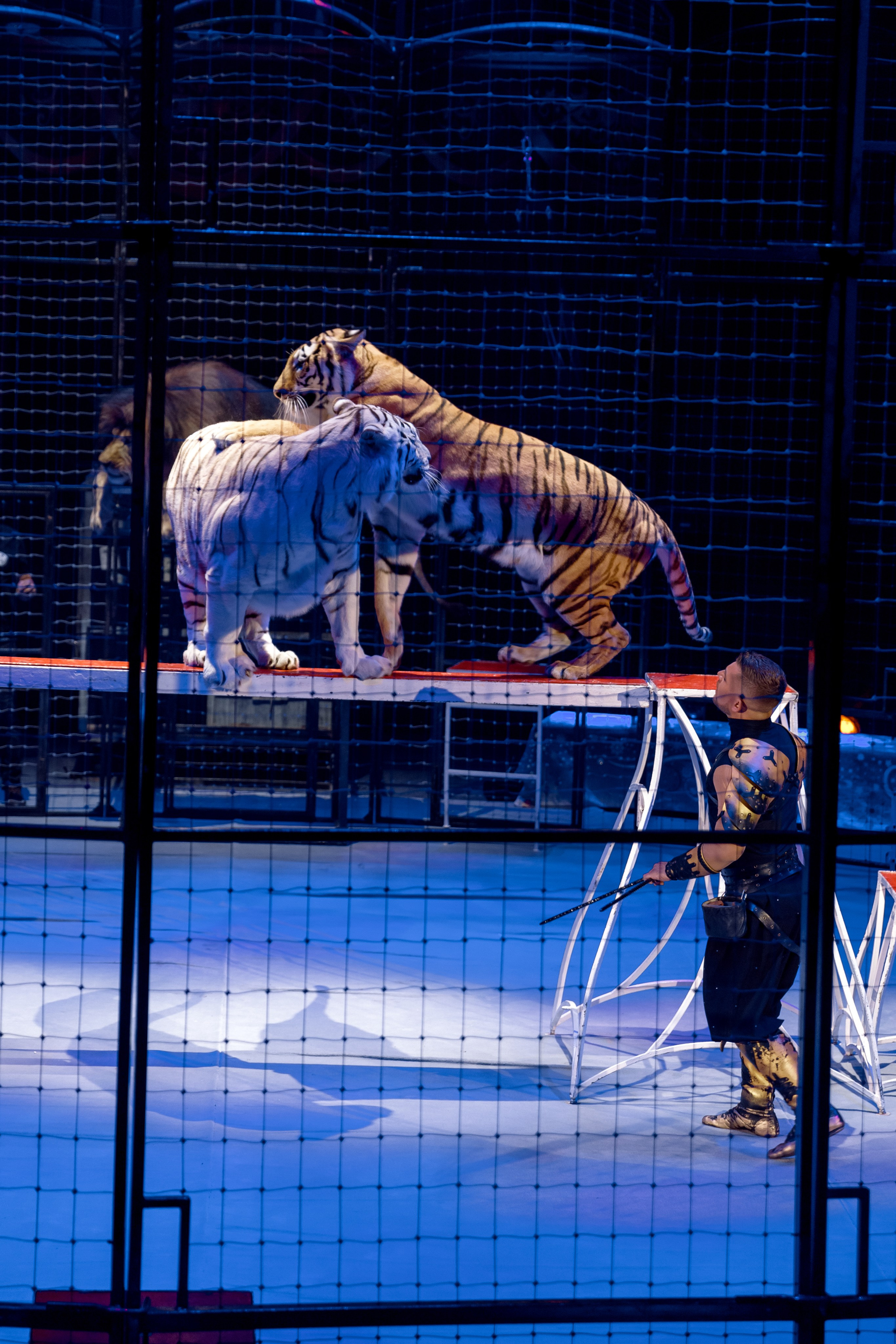 Цирк Moretti в Иркутске. Свадебный фотограф Иркутск, репортажный фотограф Иркутск