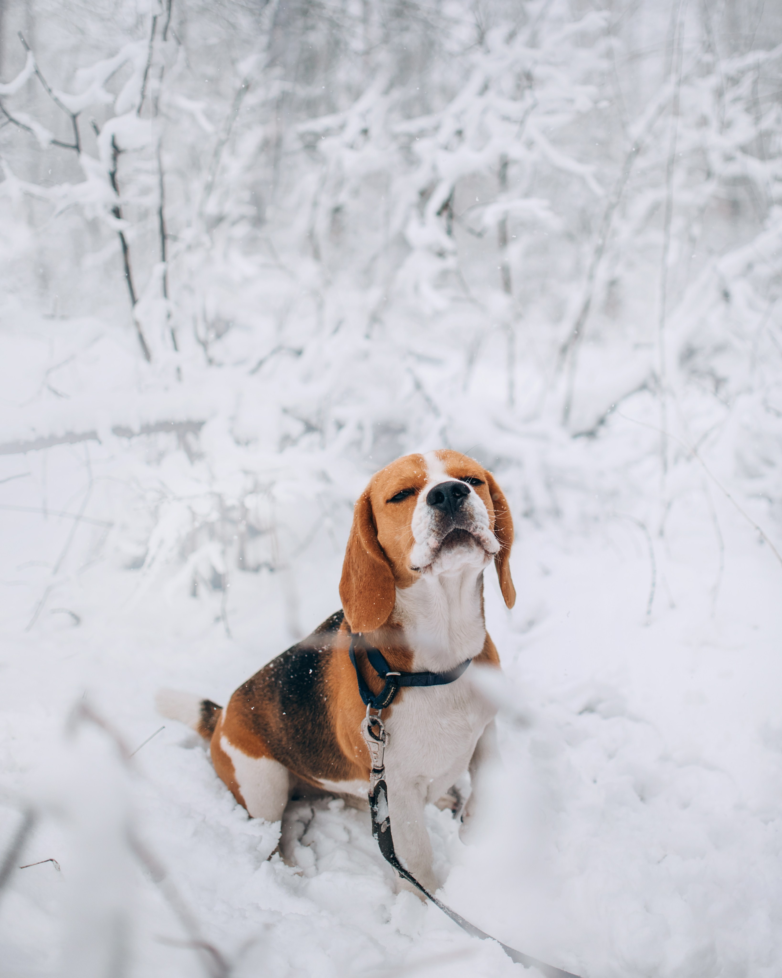Прогулка с собаками: бигли и Лена. Портфолио