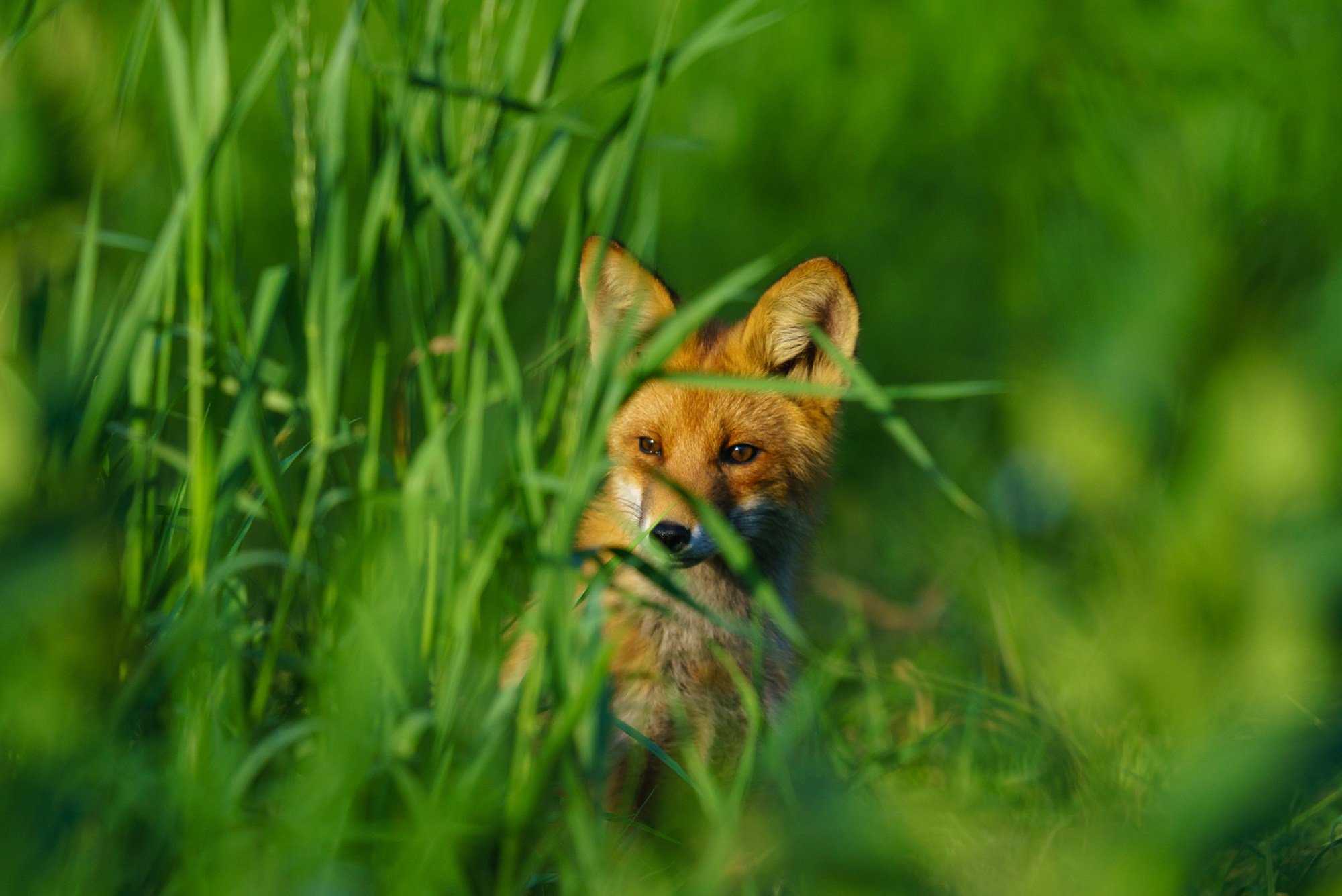 Животные. Ваш личный фотограф Марина Волкова