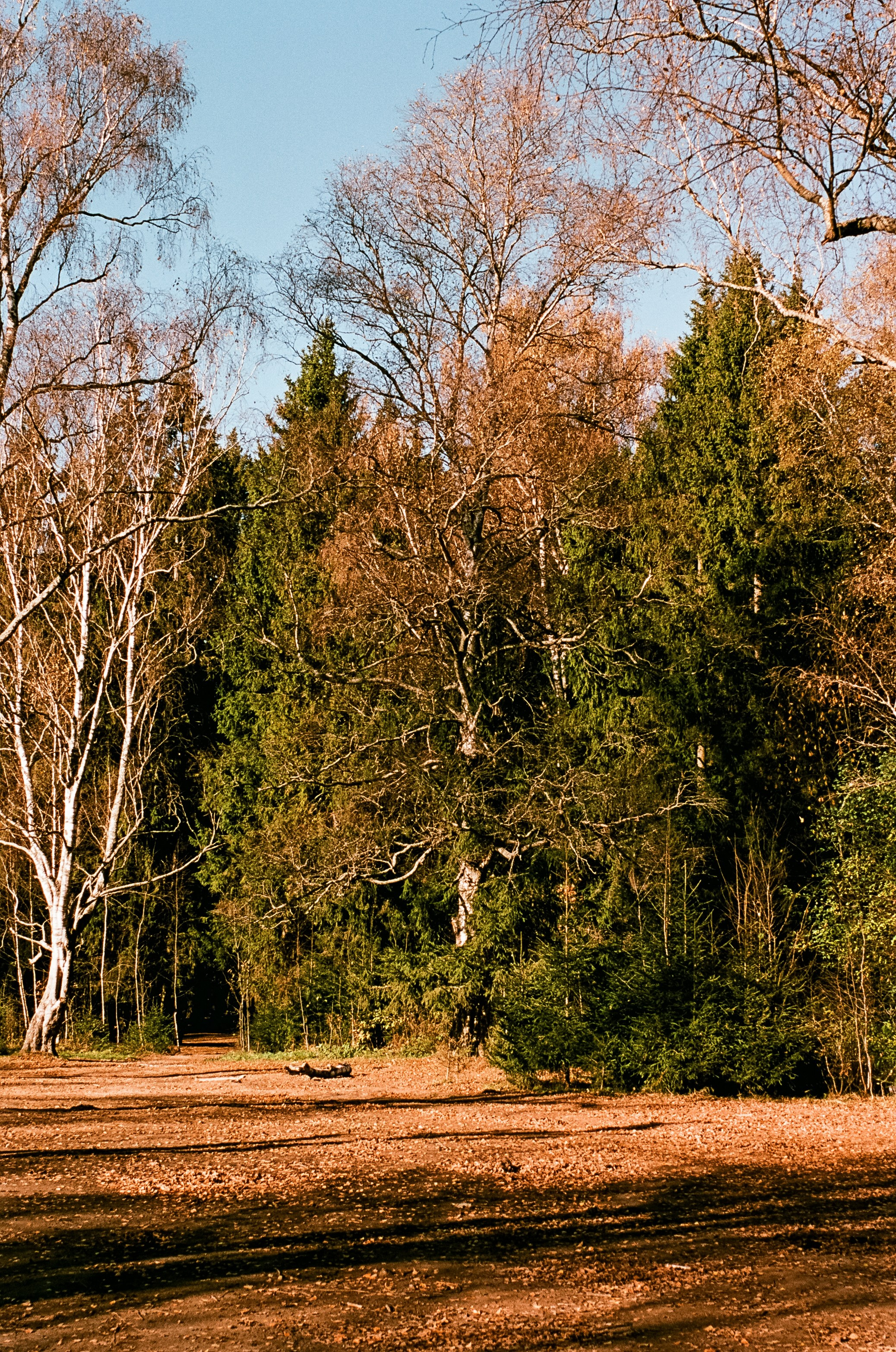 Nikon F100 — Mamiya (645) Sekor C 45 mm f2.8 и Macro 80 mm f/4