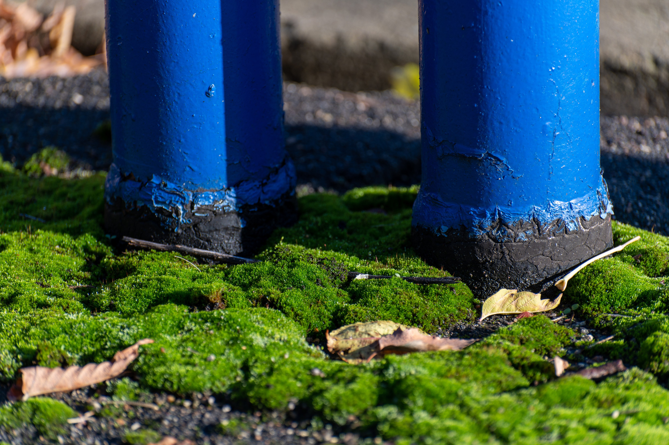 20241102 МГУ. Дмитрий Ремизов. Фотография, как хобби