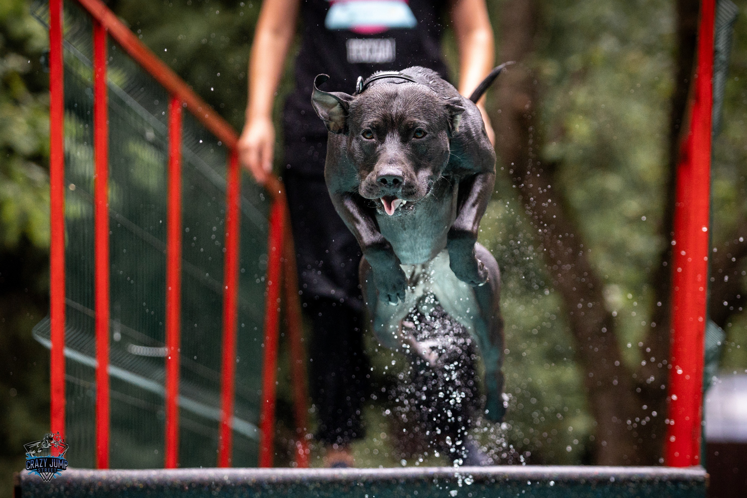 Собаки, спорт, Док дайвинг. Свадебный и репортажный фотограф в Москве и Московской области