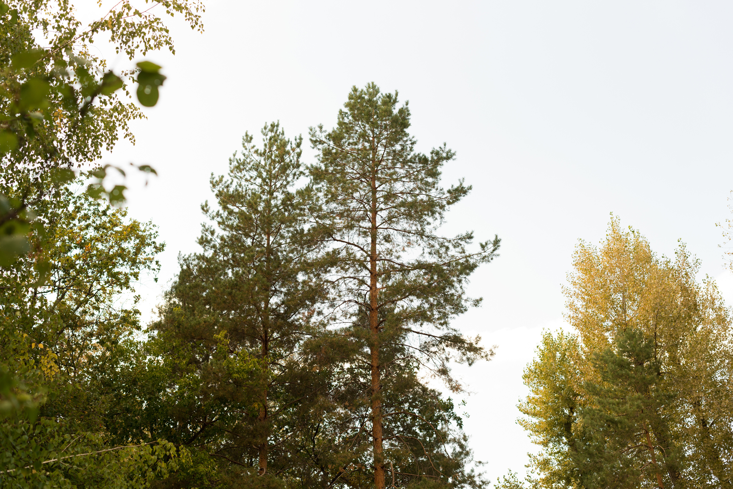 Wedding day. Свадебный фотограф Волгоград Роман Брызгалин и Натали Никитина