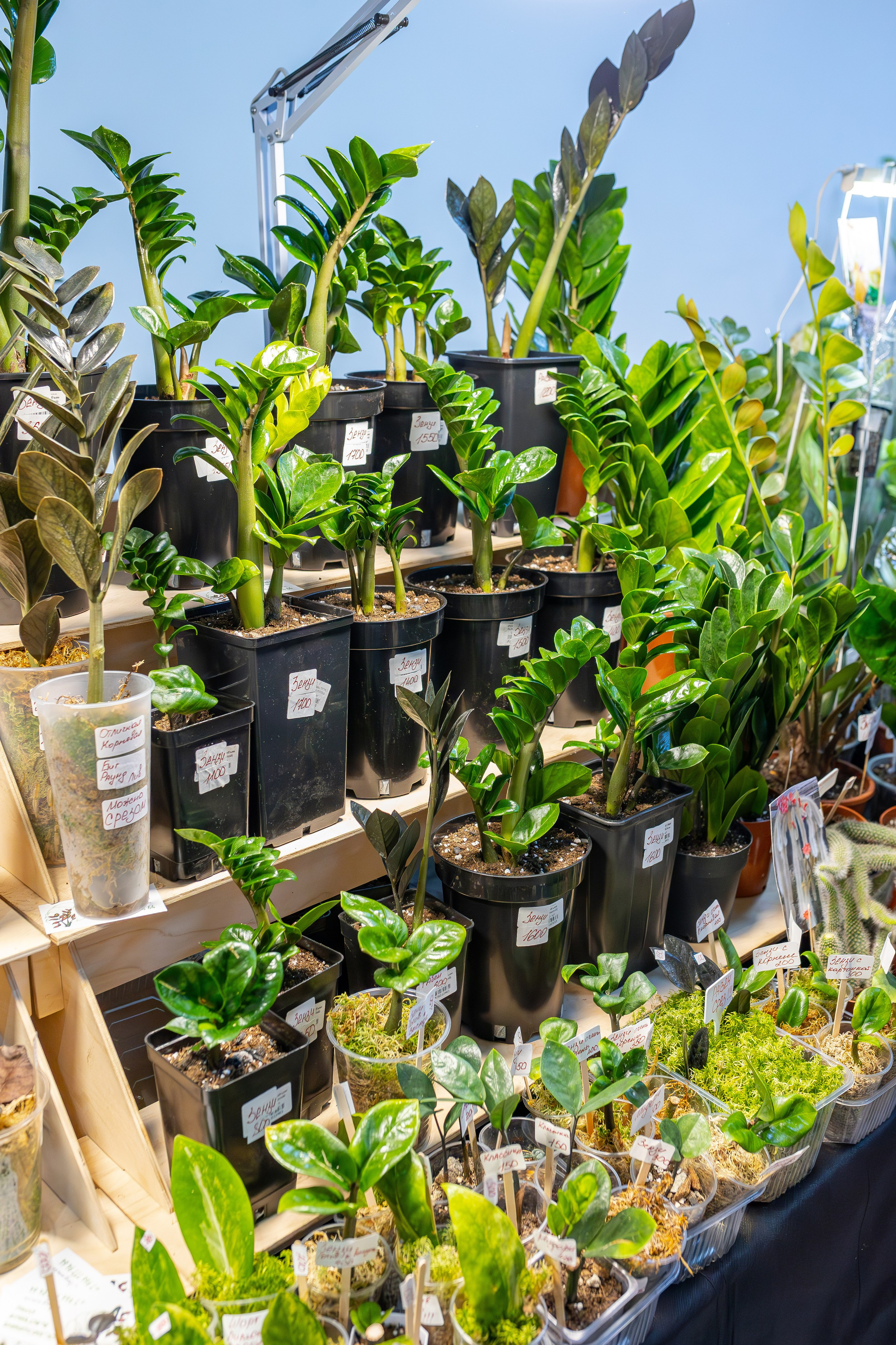 Монстериум апрель 2026. Александра Куликова фотограф, Москва