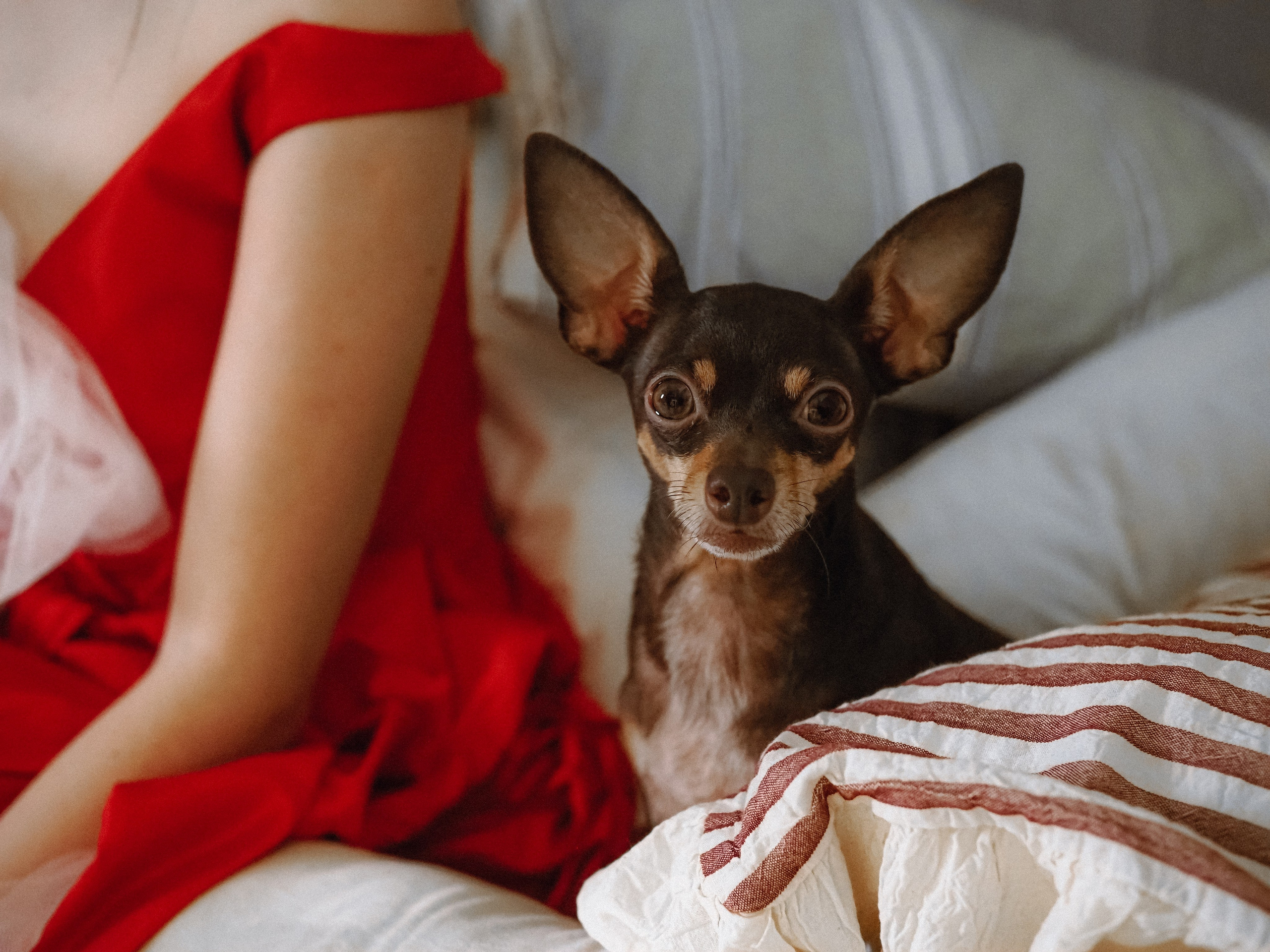 Arlequin. Фотограф Рязань. Семейный Свадебный фотограф