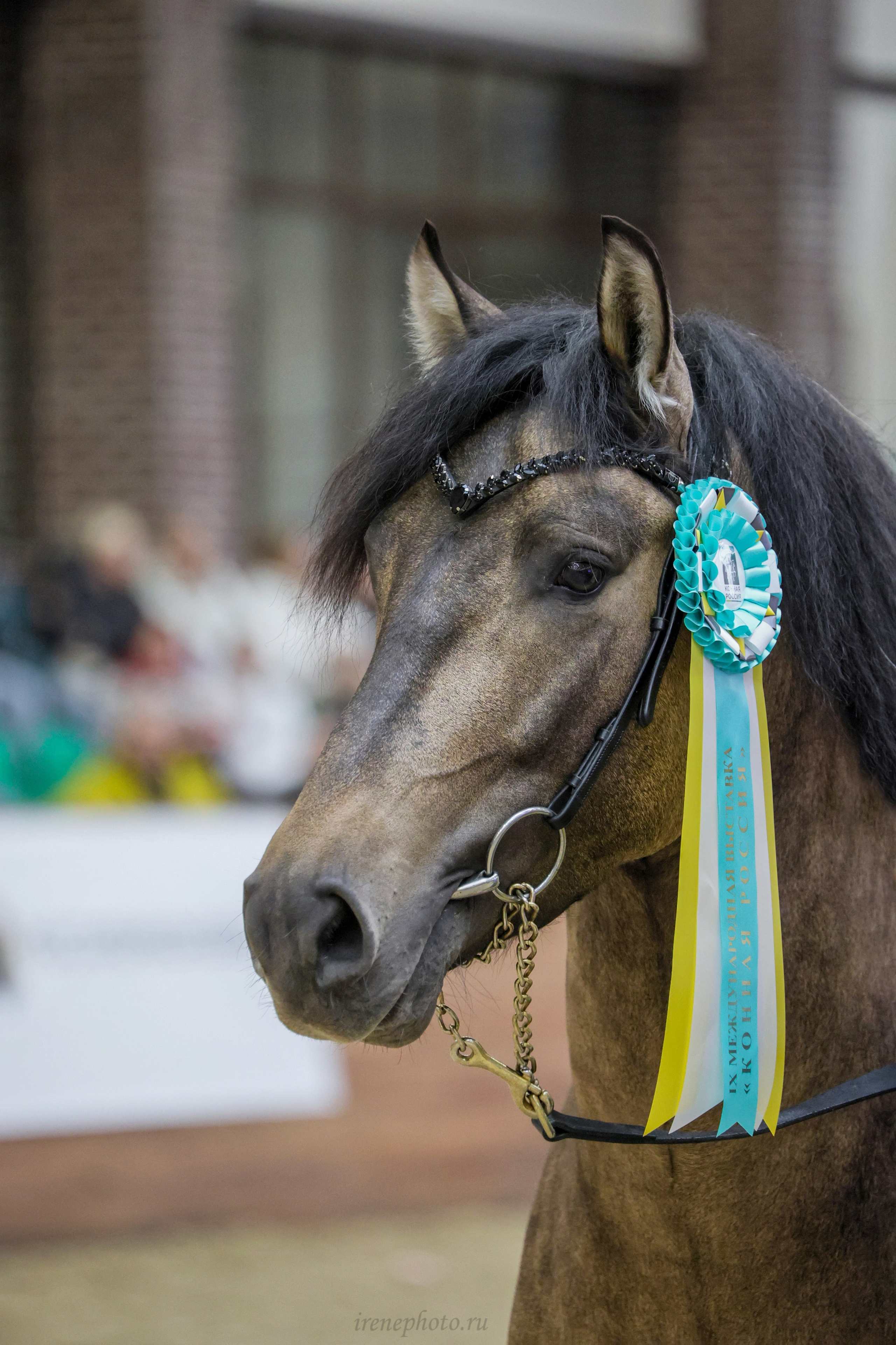 Конная Россия 2024. Irenephoto.ru