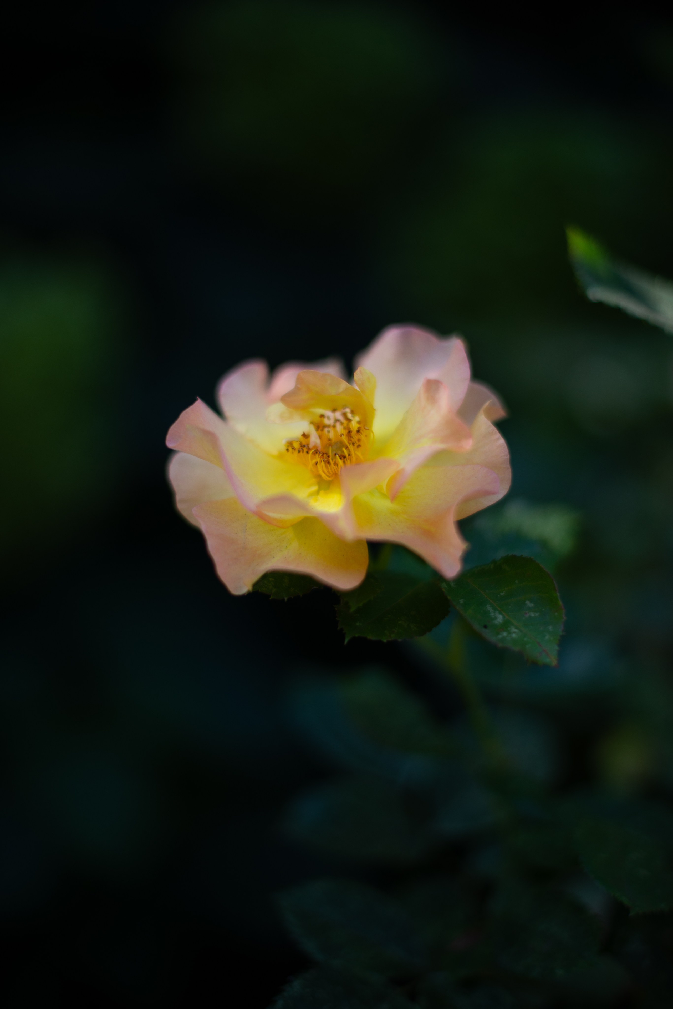 Цветы сада МГУ. Victoria Radjevna Репортажный Фотограф — Видеограф Москва • Санкт-Петербург